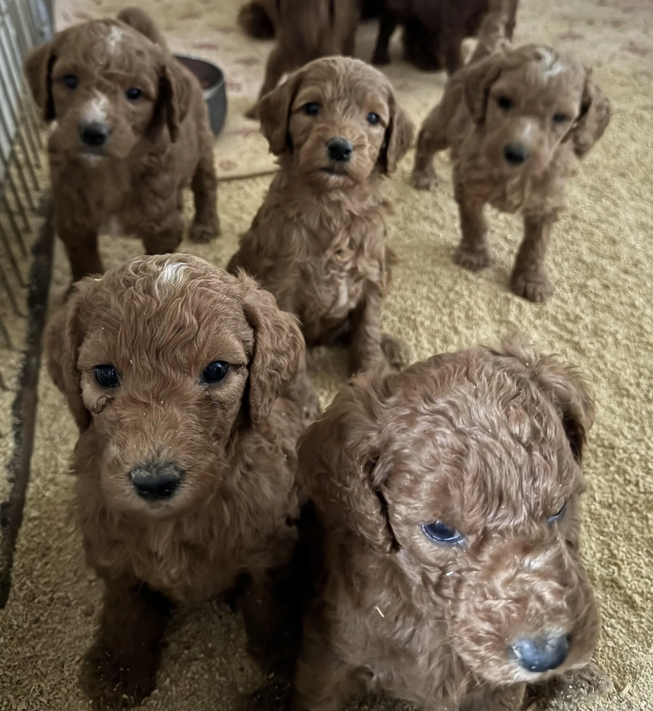 Mokos pups at 5wks old june 26.jpg