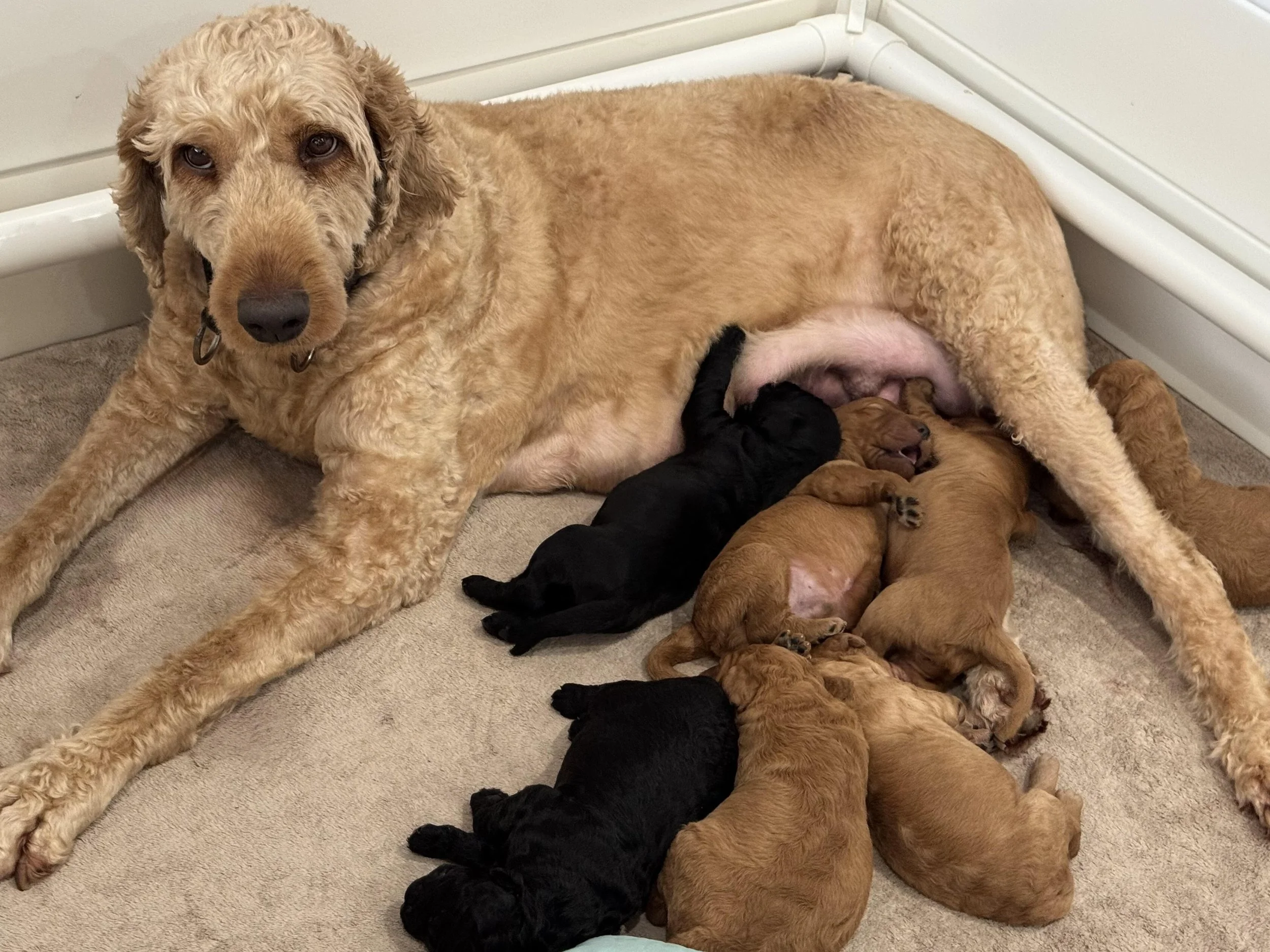 Moana with Puppies Aug 25.jpg