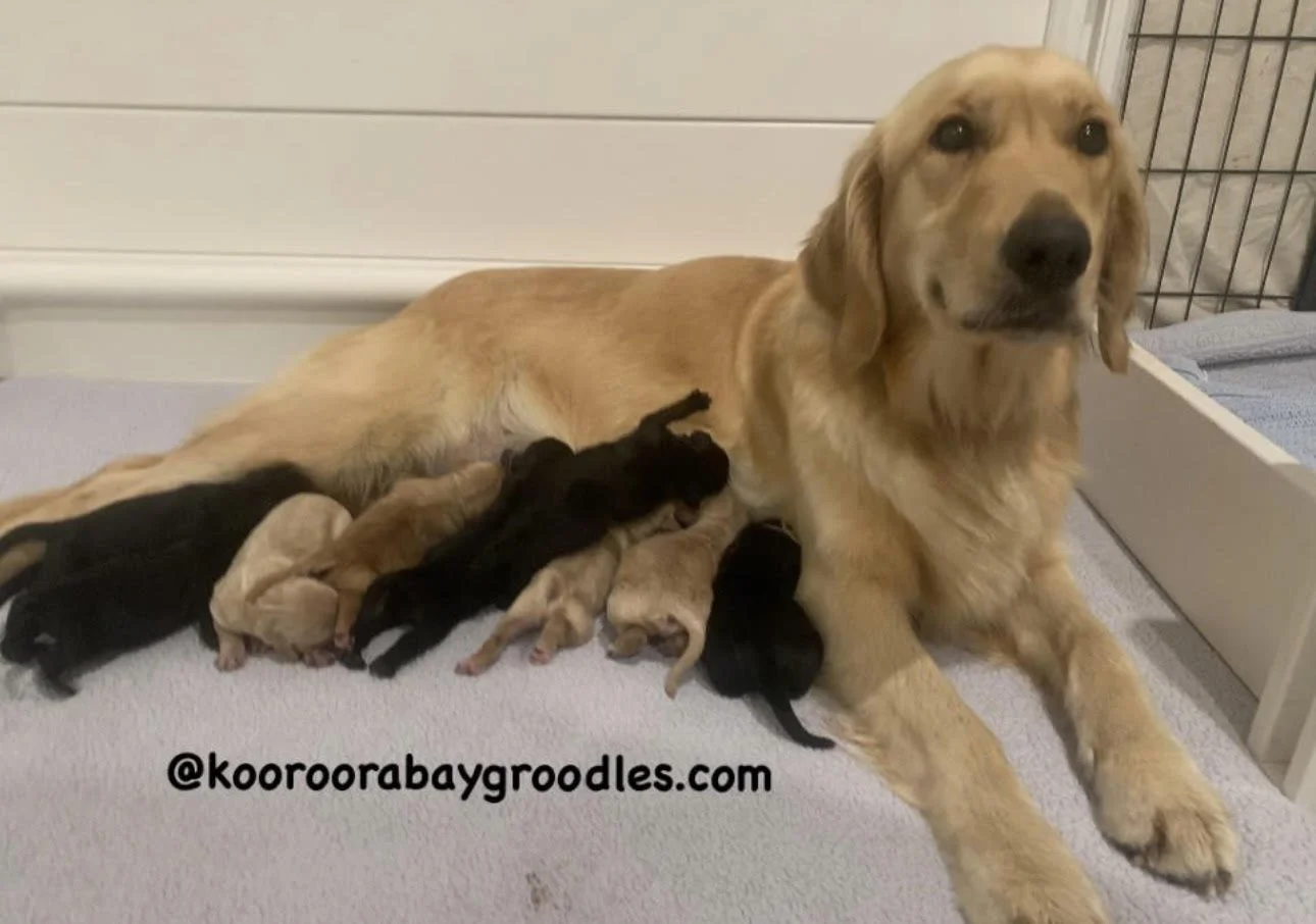 Stellah pups 2024.jpg