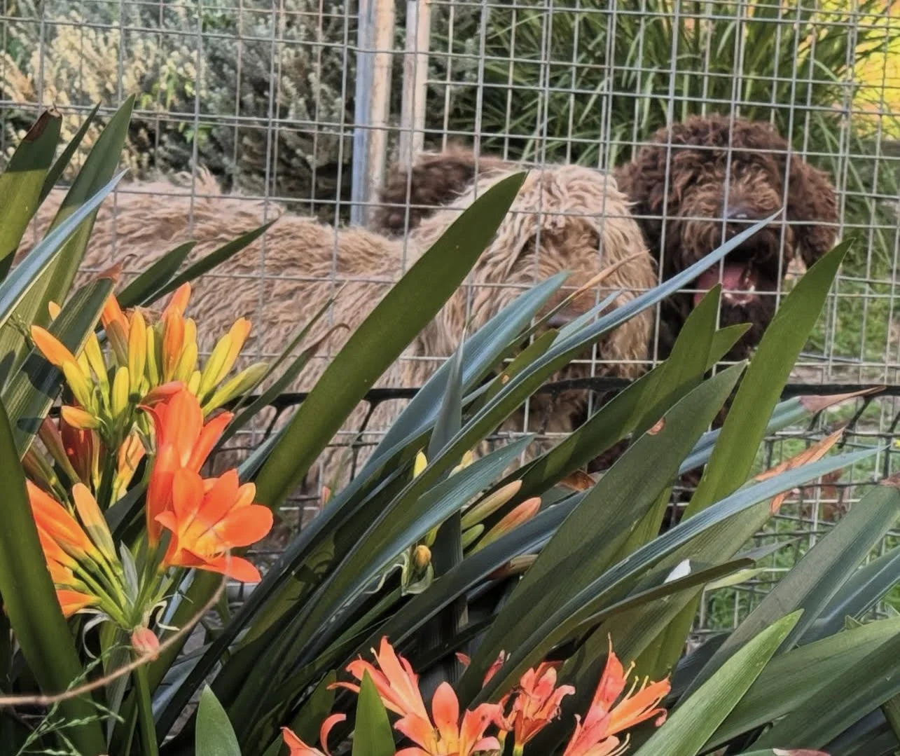 Moana & Moose Mating in the bushes.jpg