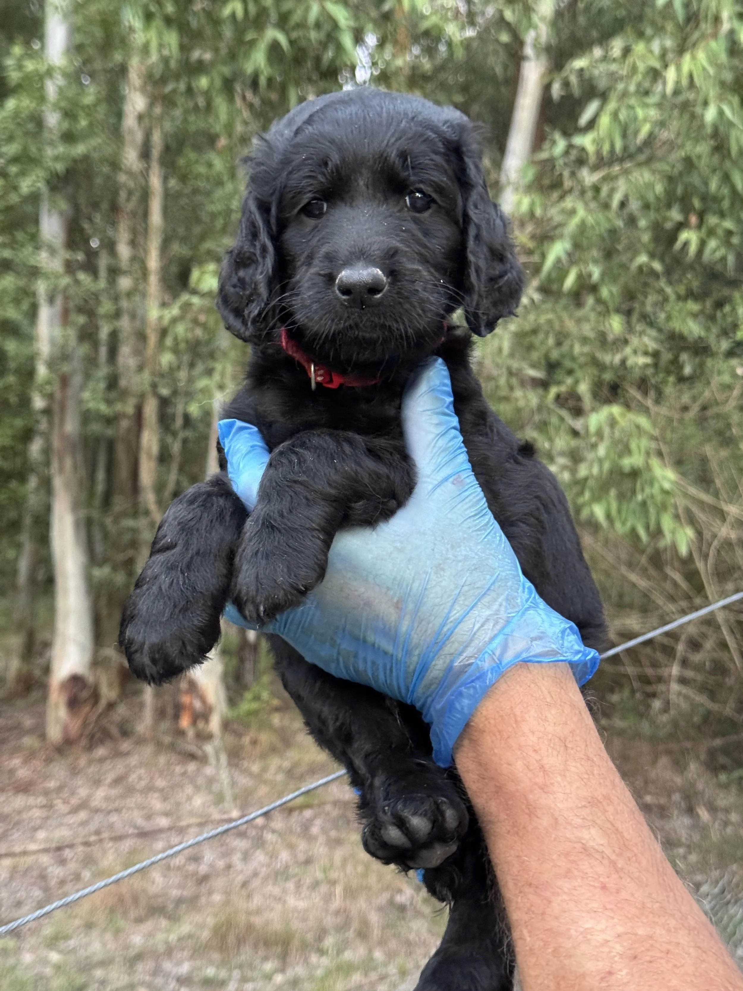 Puddin pup April 26 Black smooth .jpg