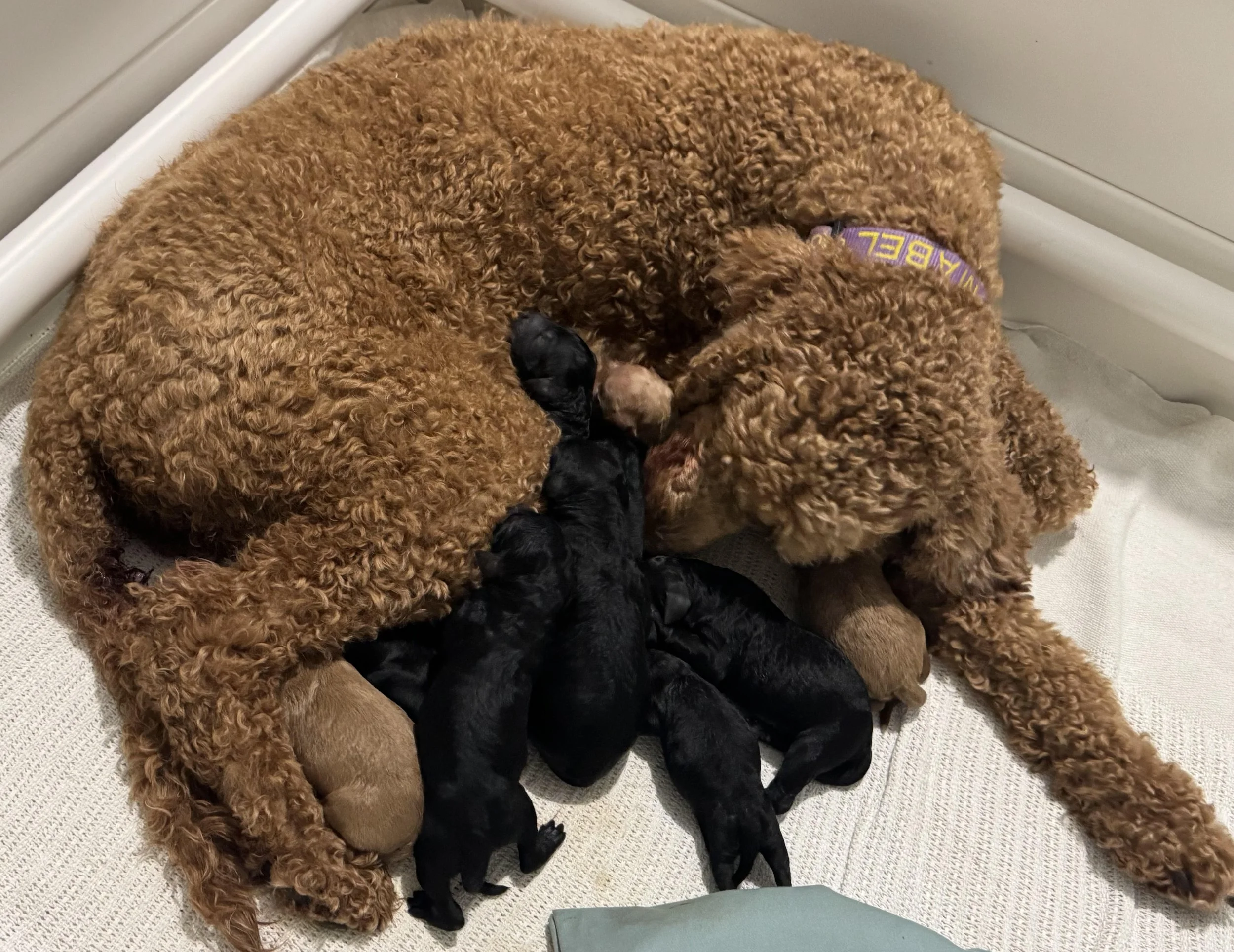 Mabel & Pups born  April 26.jpg