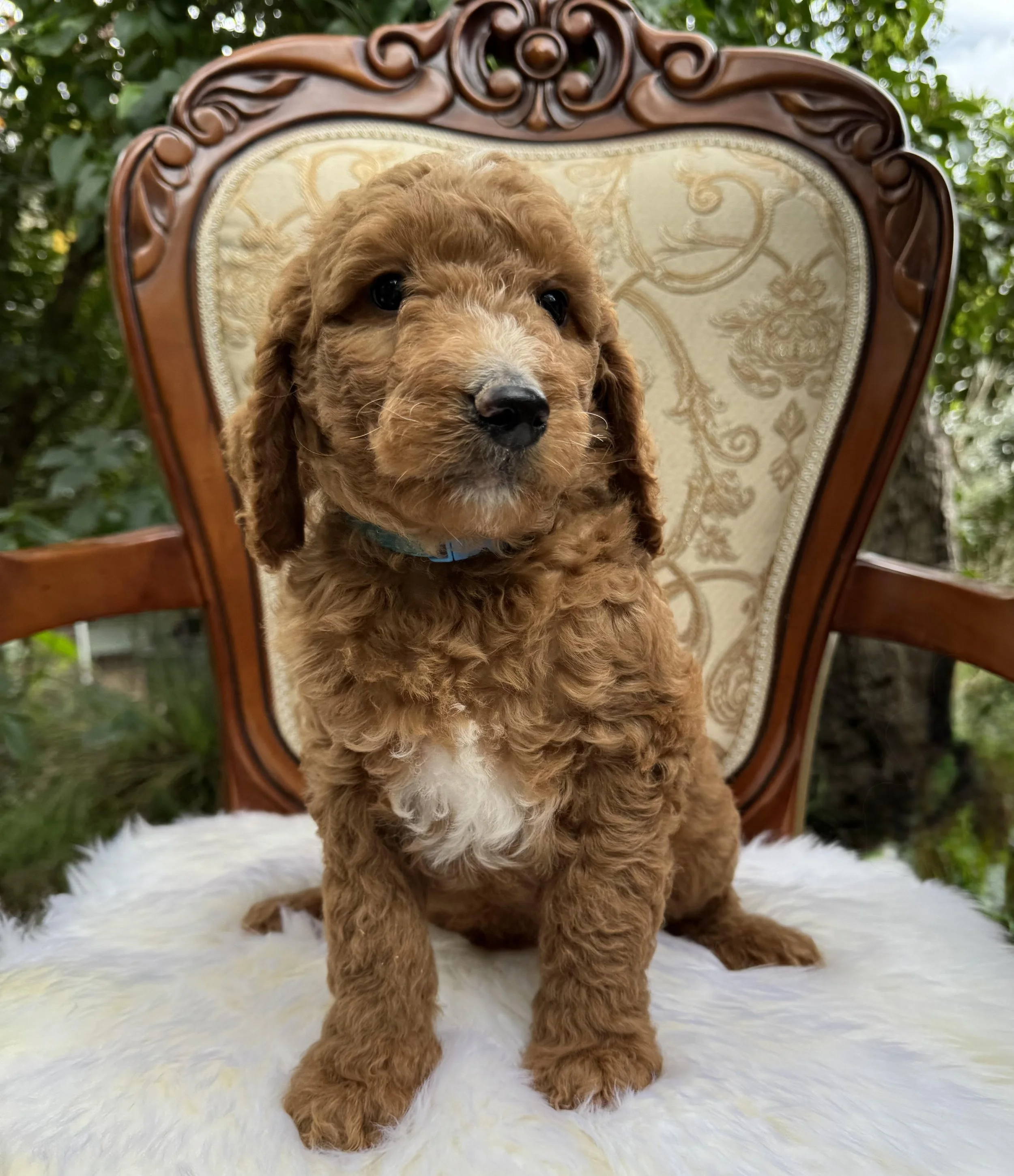 Moko Light Blue Collar wool Boy June 26.jpg