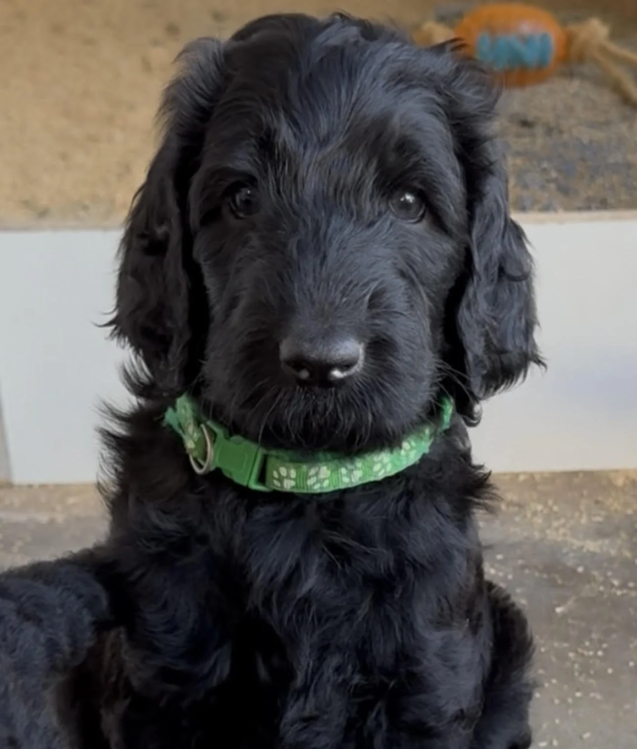 Molly Black Fleece coat Male May 25.jpg