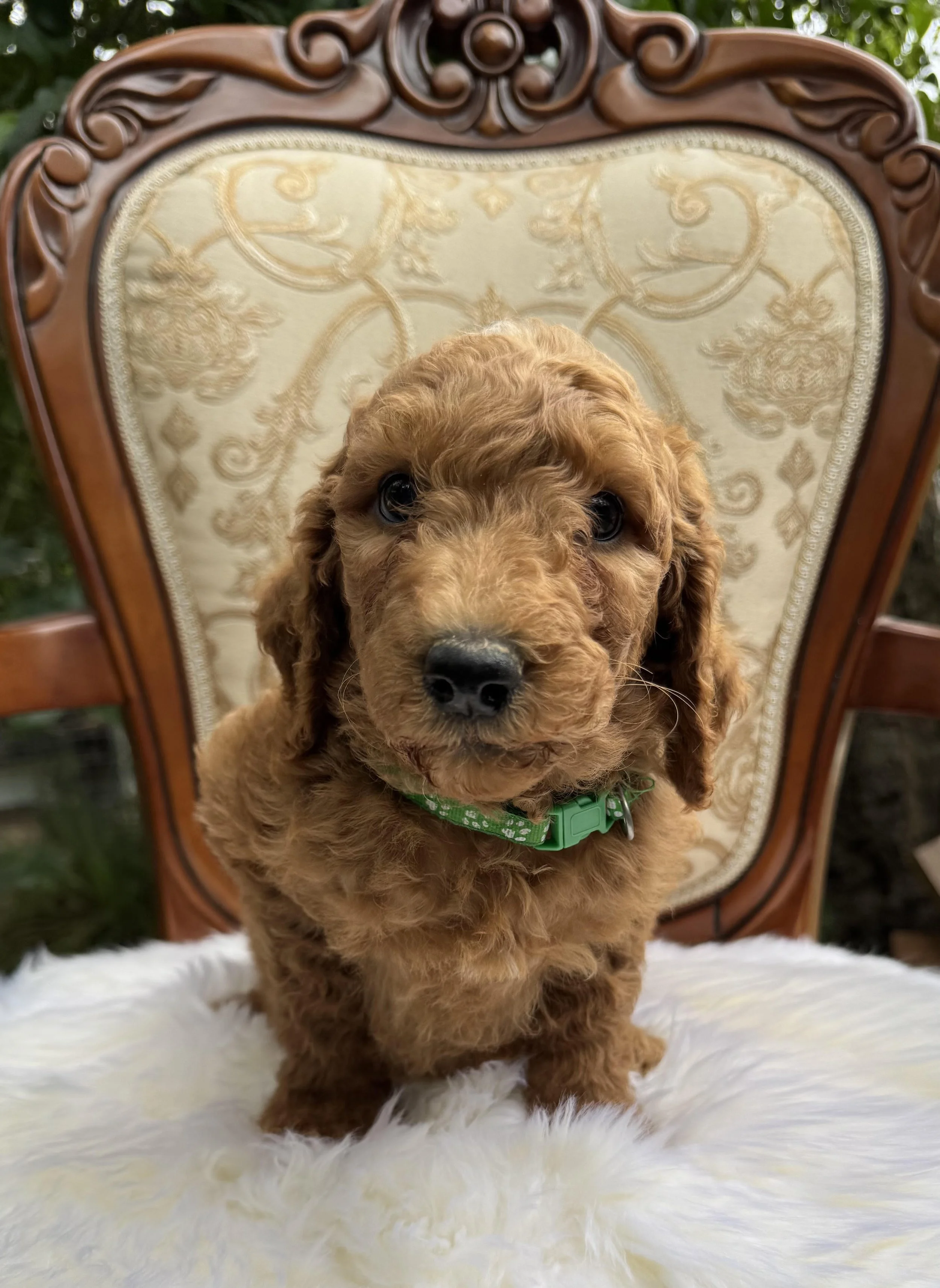 Moko Dark Green Collar wool Boy June 26.jpg