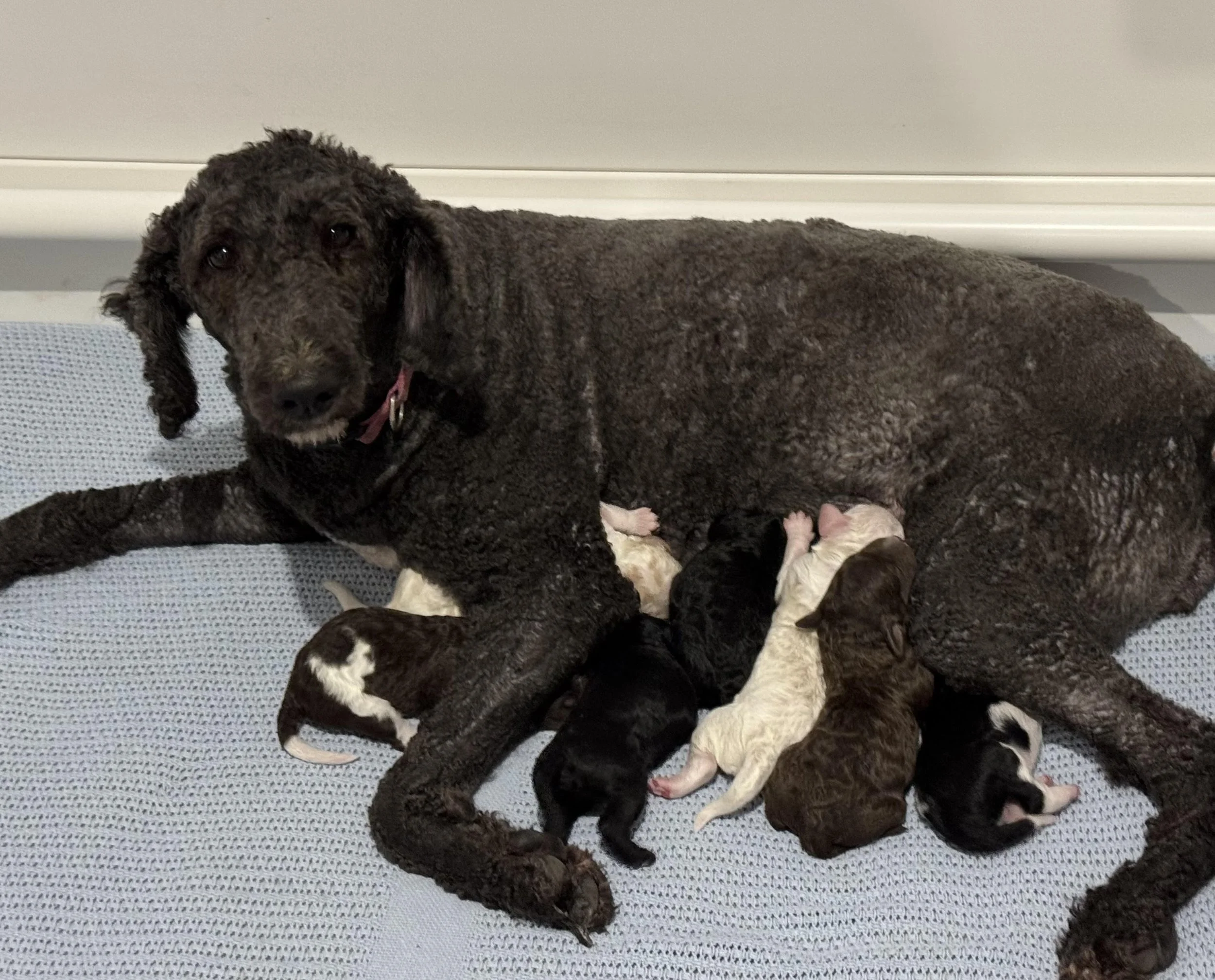 Karah & Pups May 25.jpg