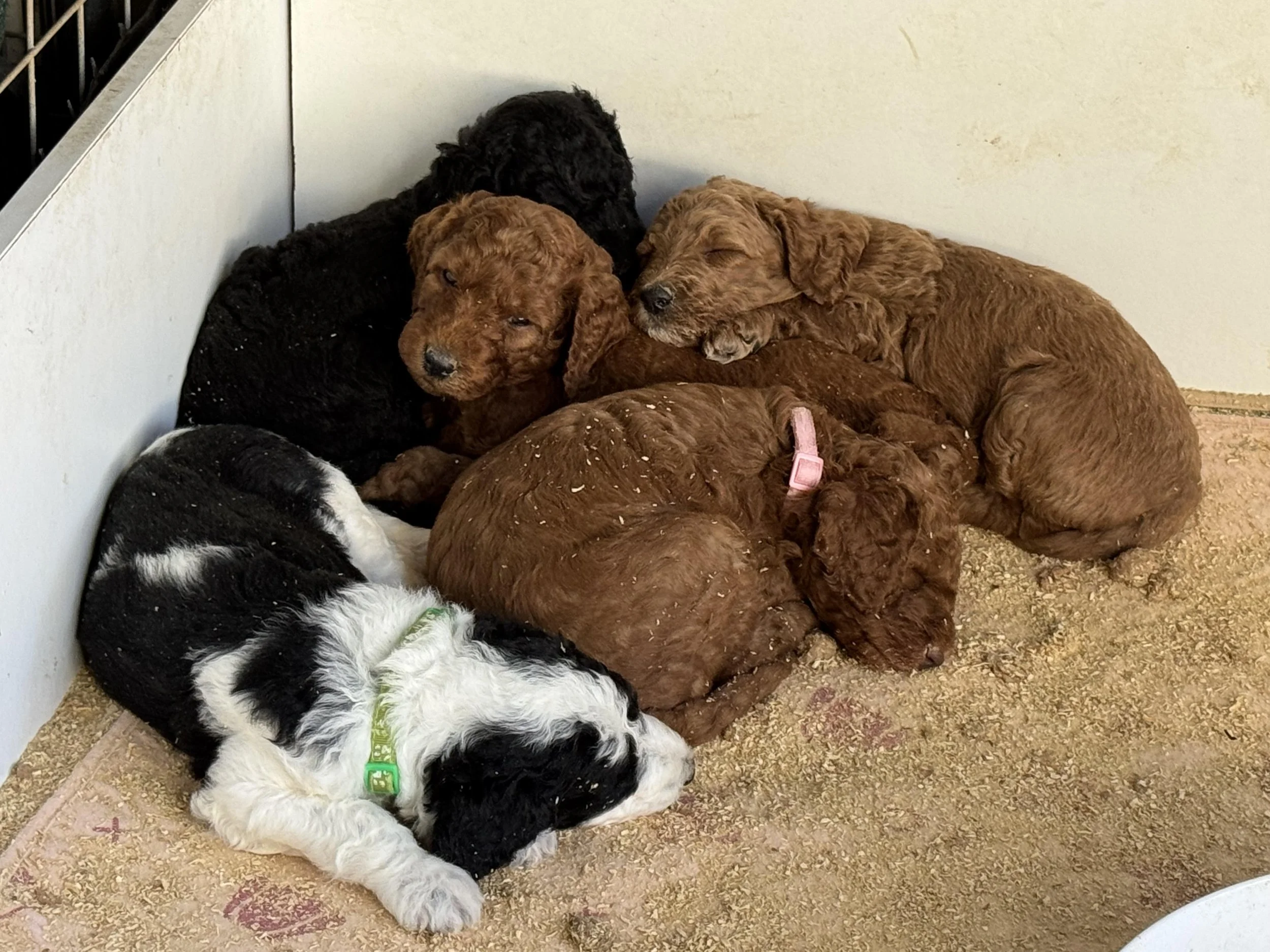 Karah litter 4wks old Apr 26.jpg