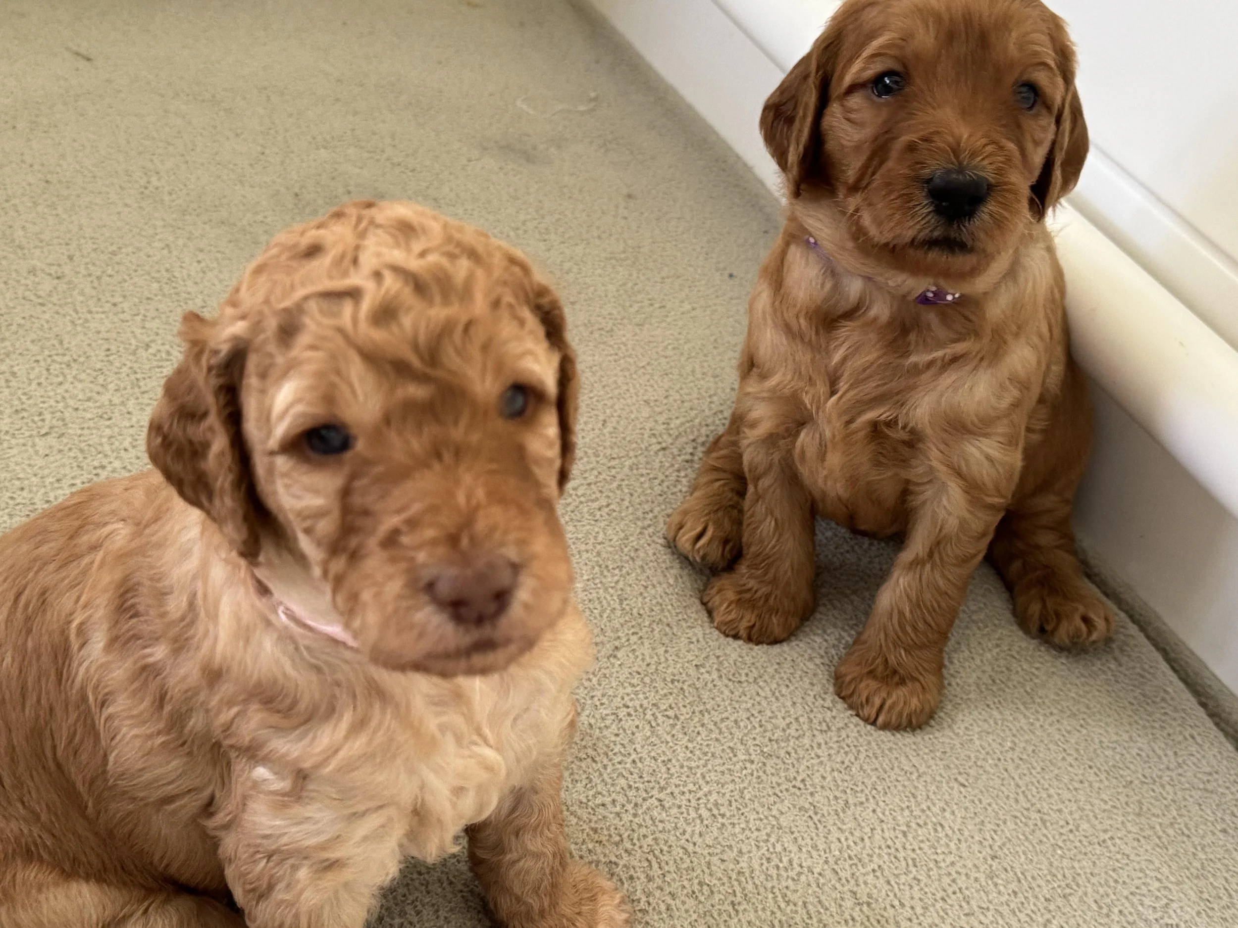 Moanas pups Sept 25.jpg