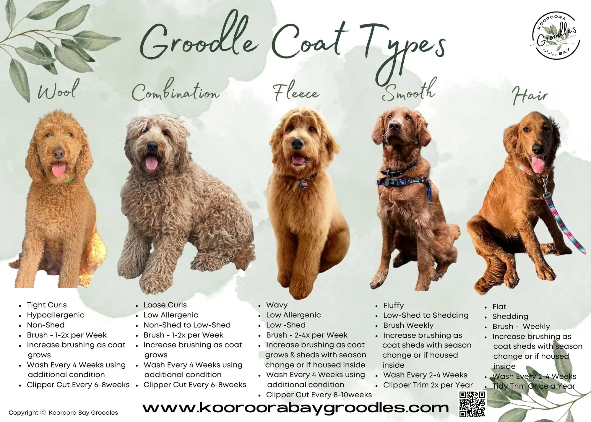 poodle f1 goldendoodle shedding