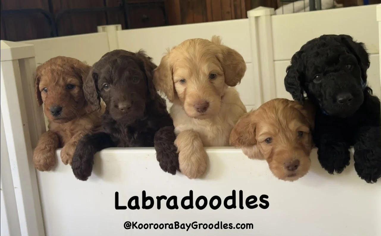 Moanas Labradoodle pups Nov 24.jpg