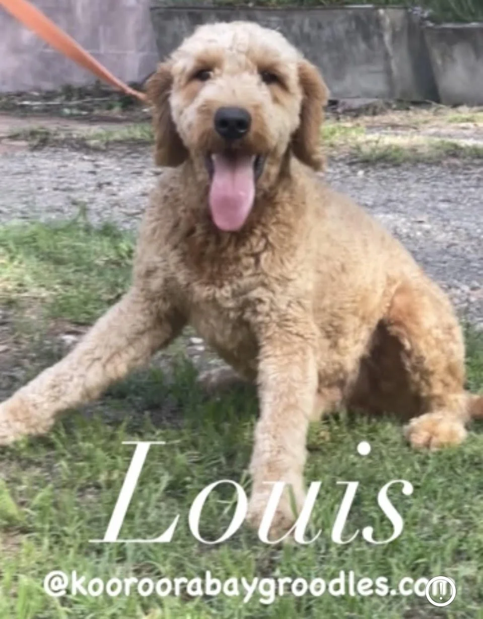 Louis Jan24 .jpg