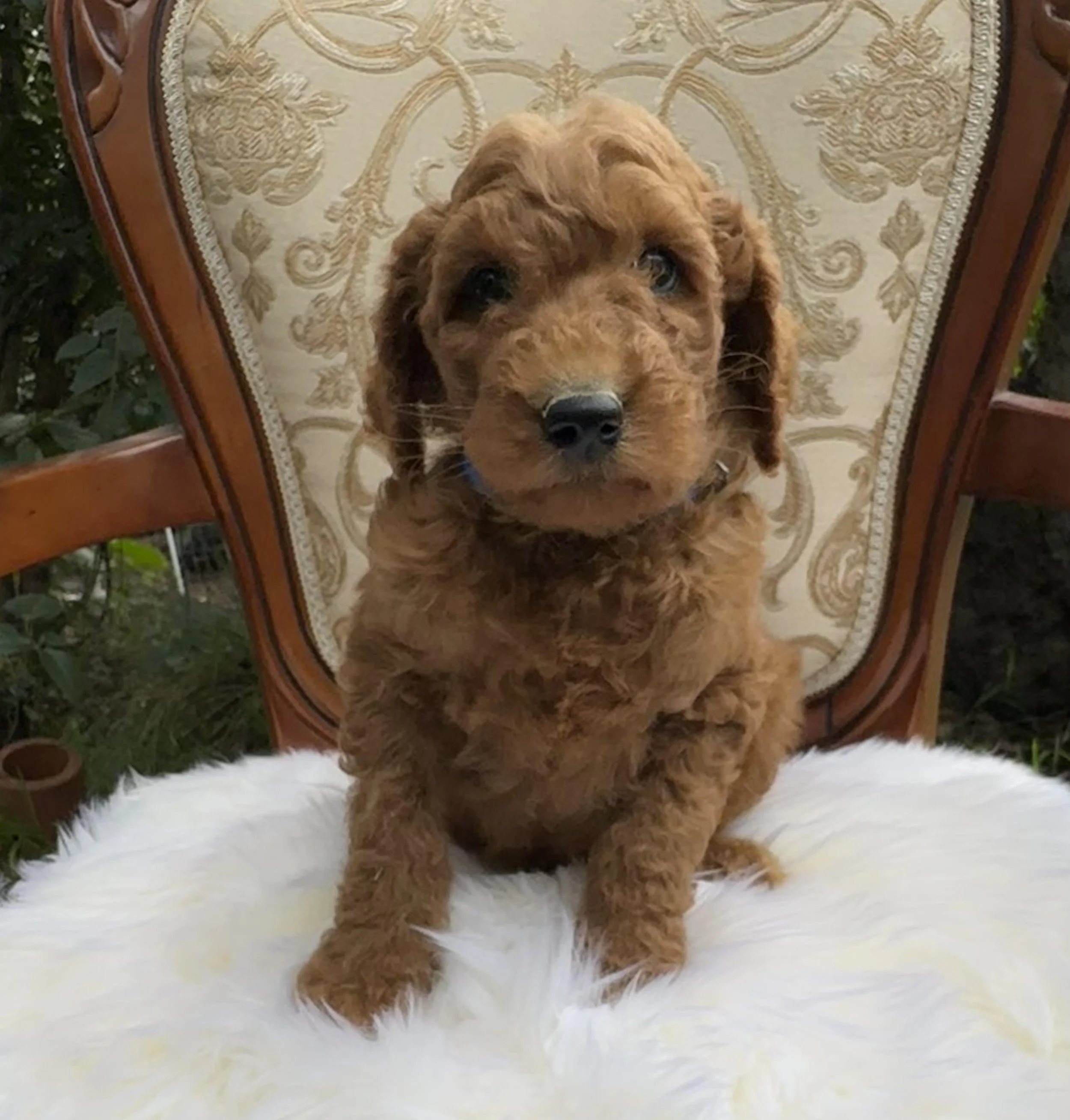 Moko Dark Blue Collar wool Boy June 26.jpg