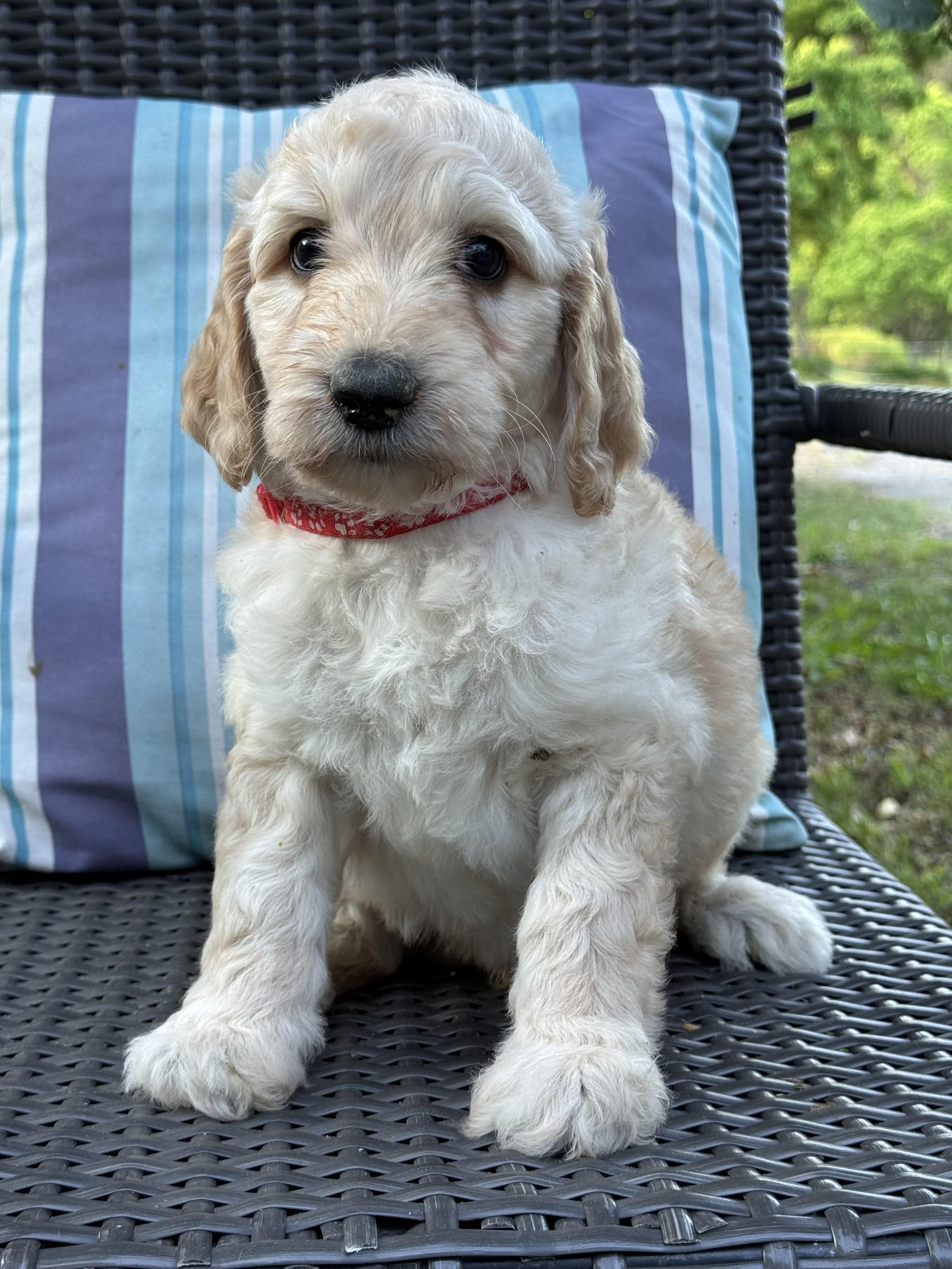 Esmay Red Collar boy Oct 25.jpg