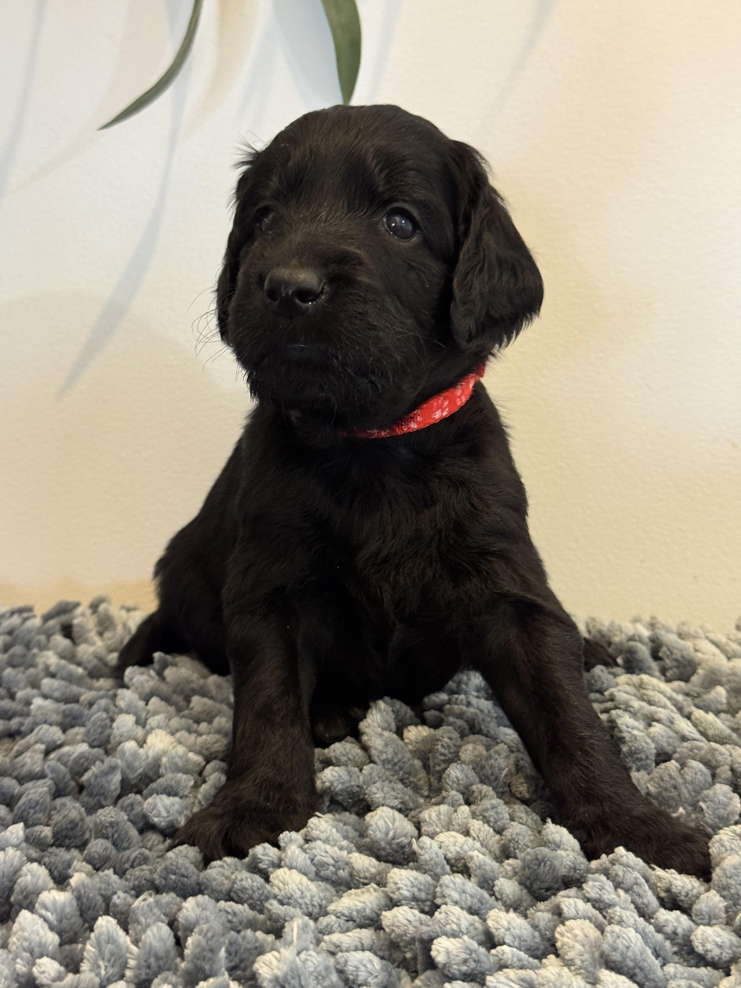 Puddin pup April 26 Black Fleece.jpg (Copy)