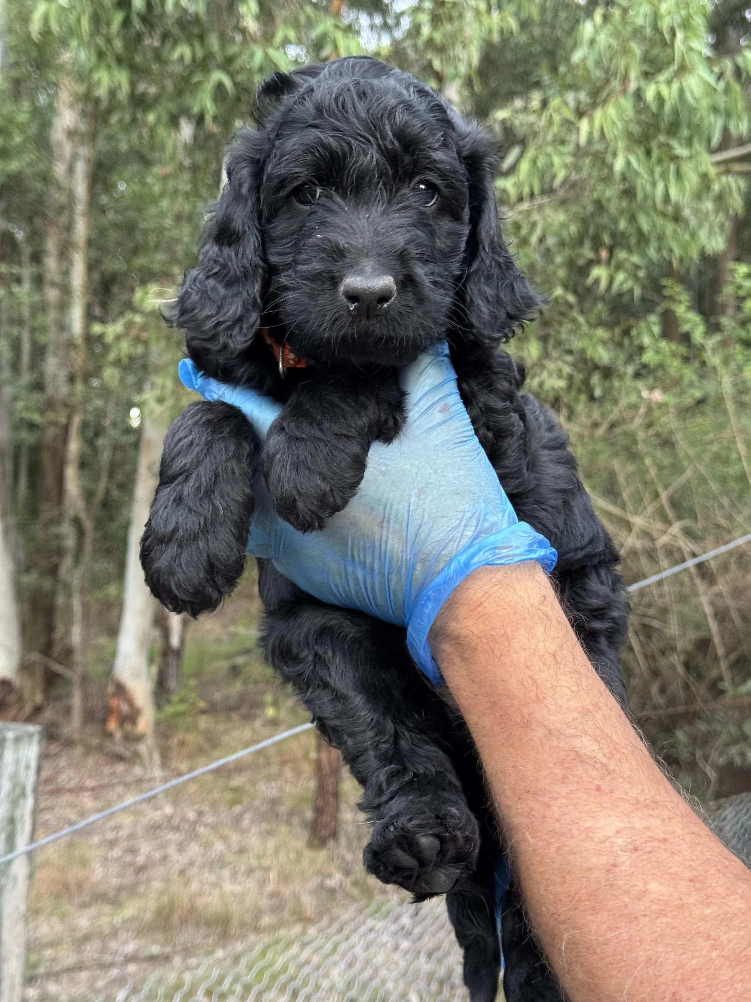 Puddin Orange Boy April 26 Black Fleece.jpg