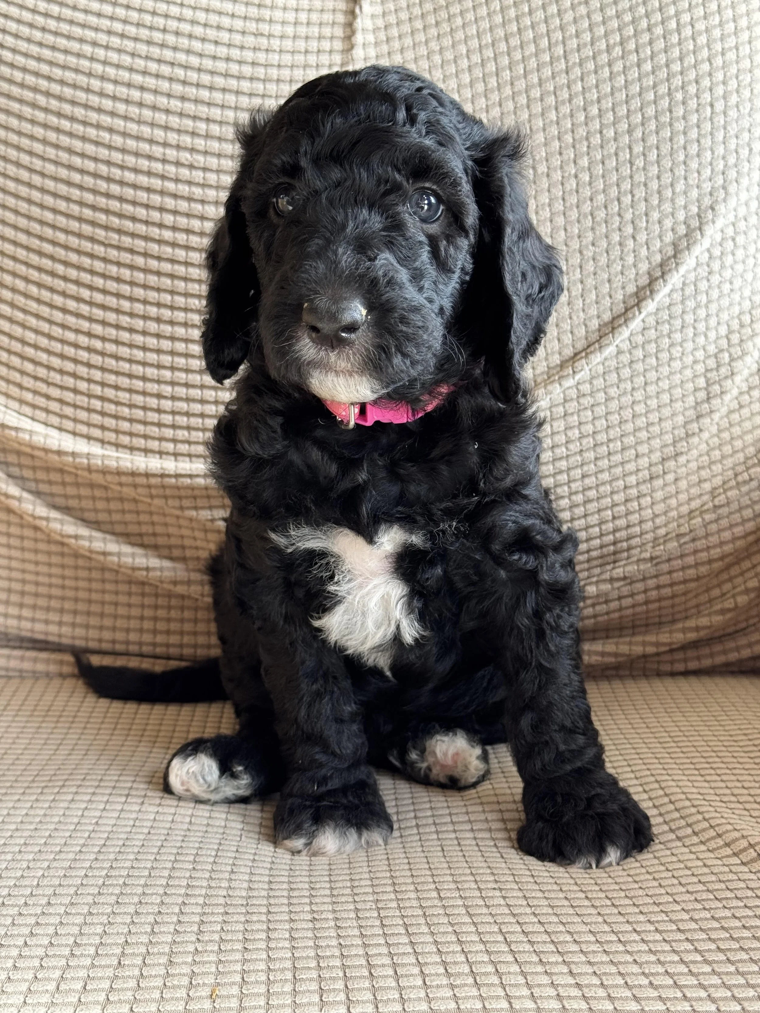 Cleos Hot pink Black & White abstract pup at 5wks old April 26.jpg
