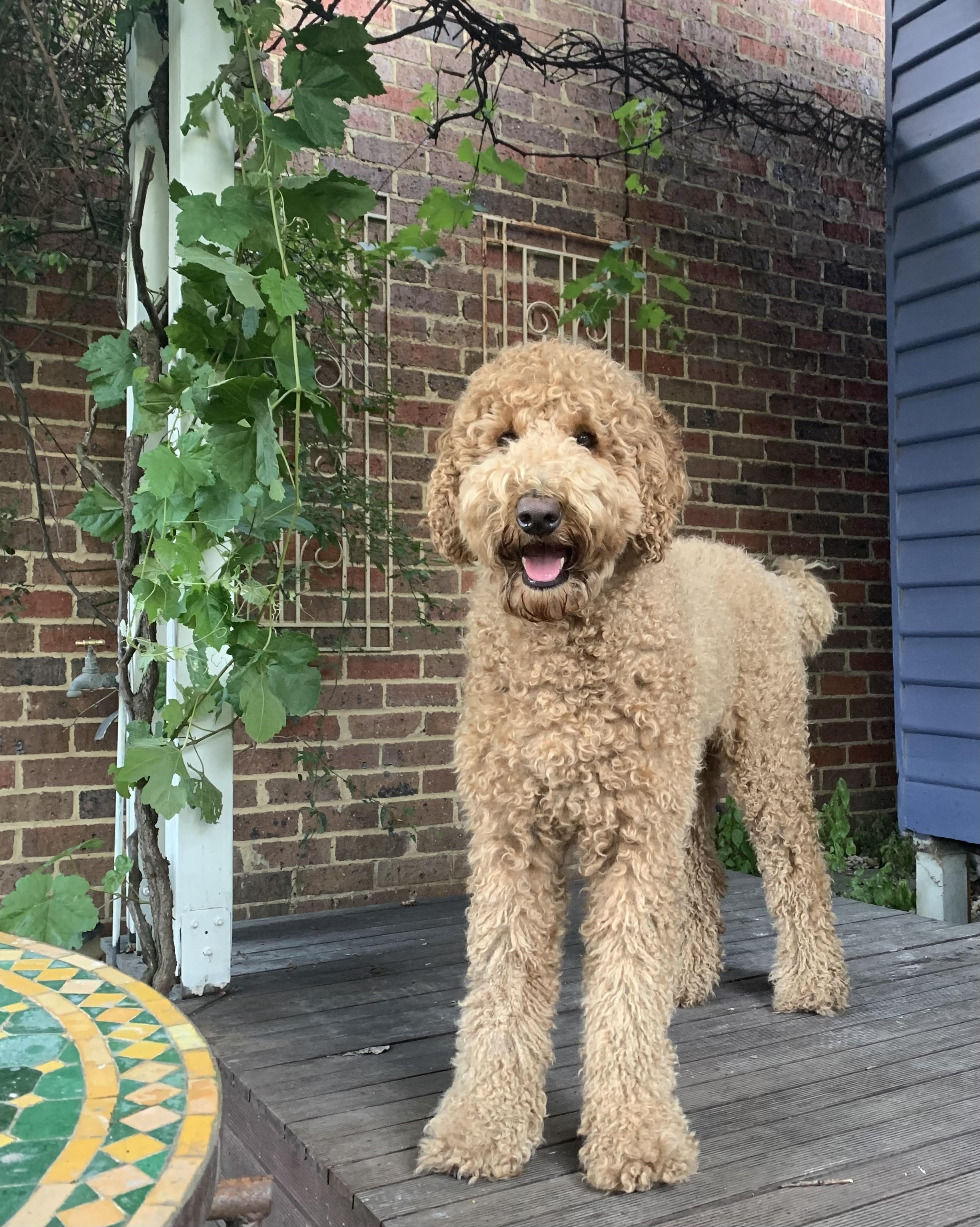 Double Doodle Full Grown