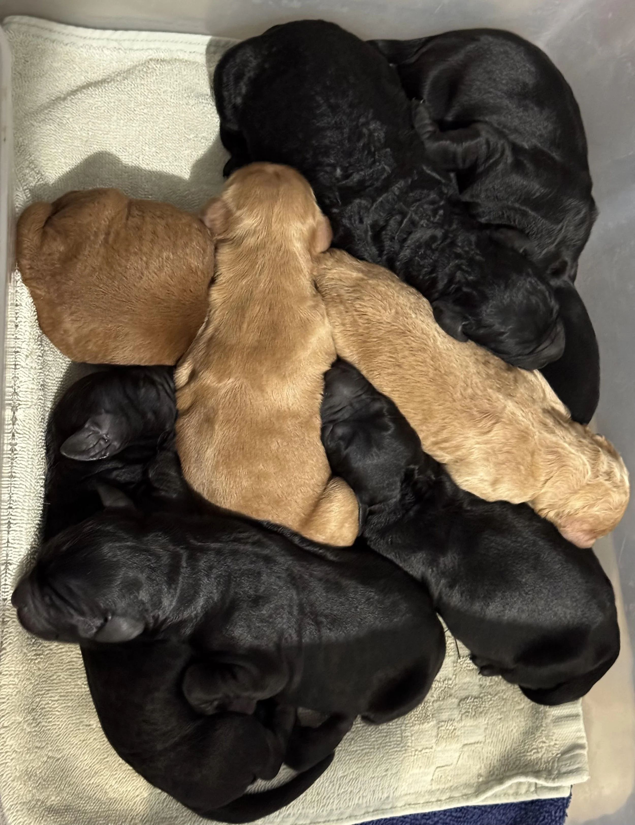 Chelseas Pups 2days old Dec 25.jpg