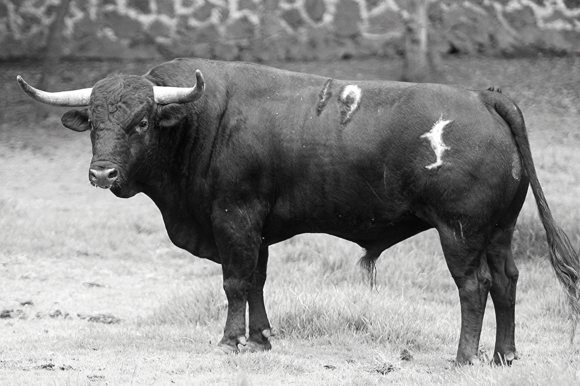 REBELDE no. 19