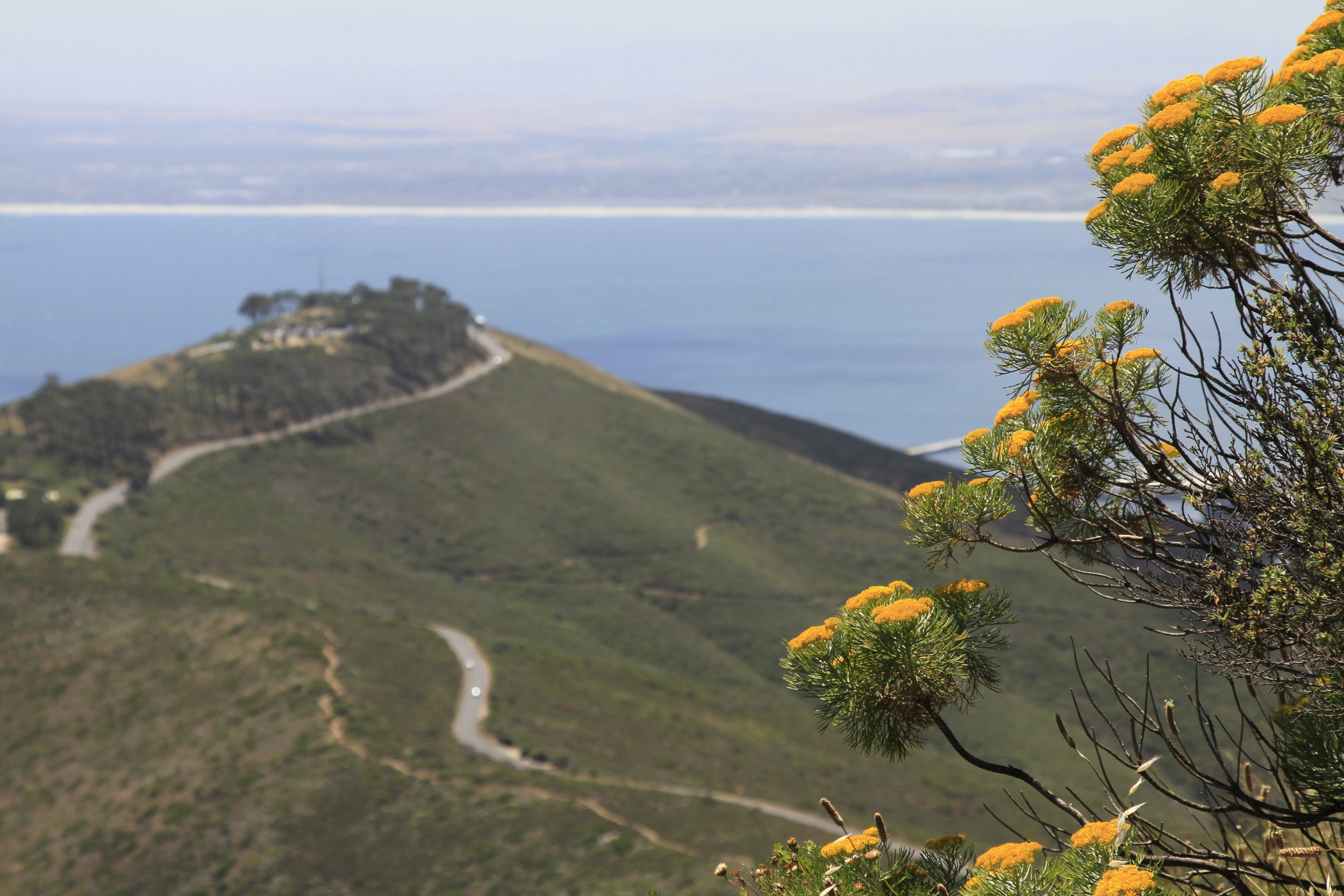 Climbing Lion's Head