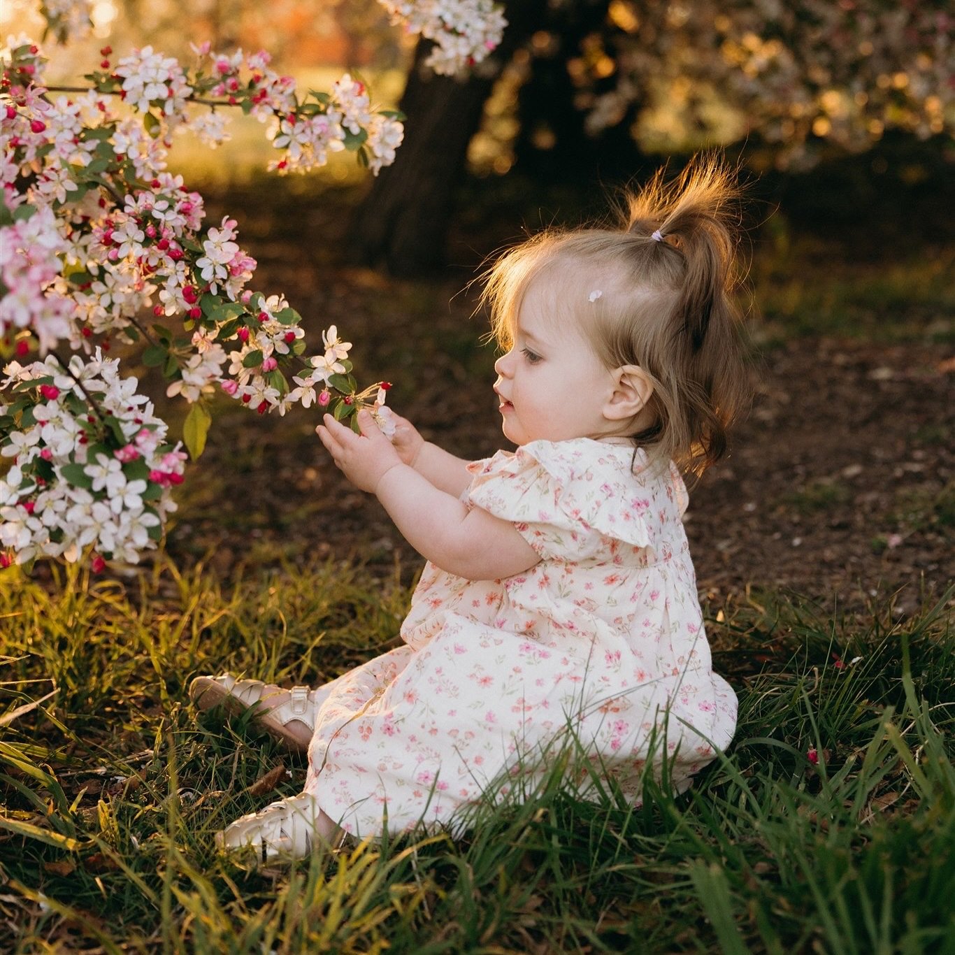 Ellie, in the blossoms 🌸 #canberrafamilyphotographer