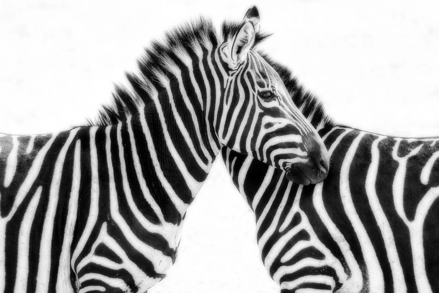 Squarespace-22.jpg