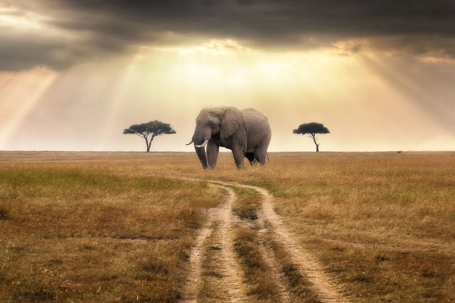 elephant_beam.jpg