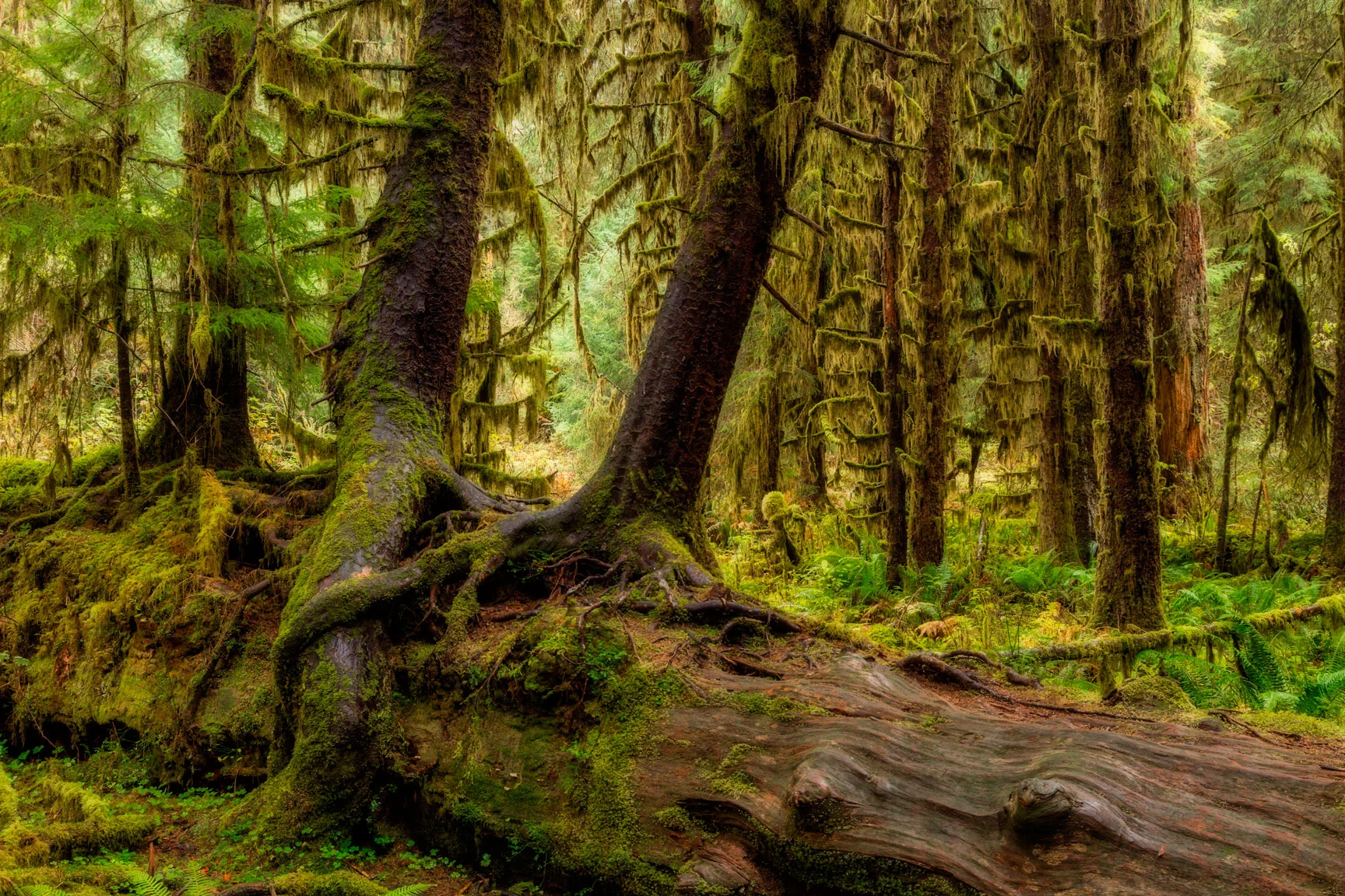 Forest.jpg