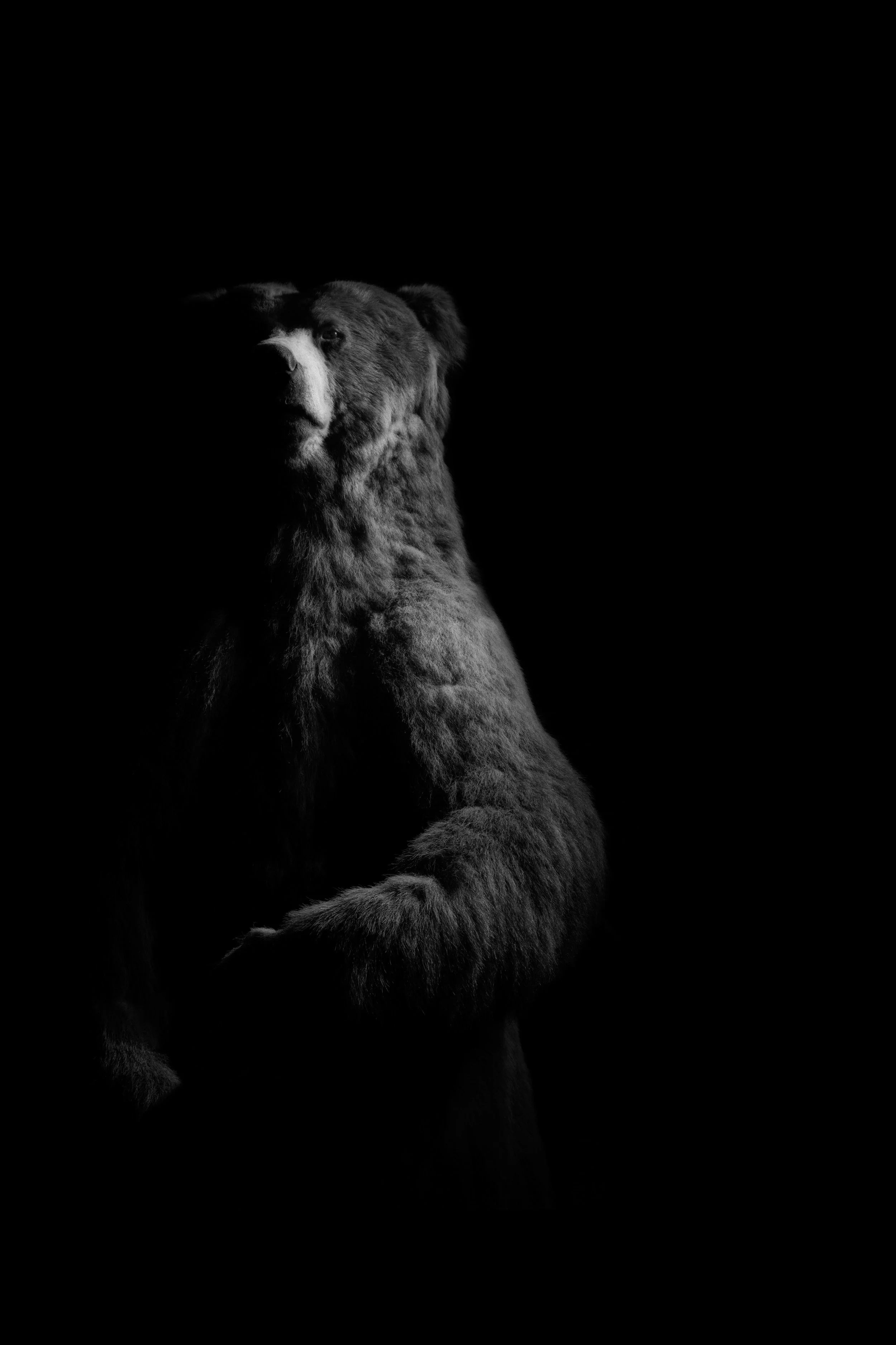 bear.jpg