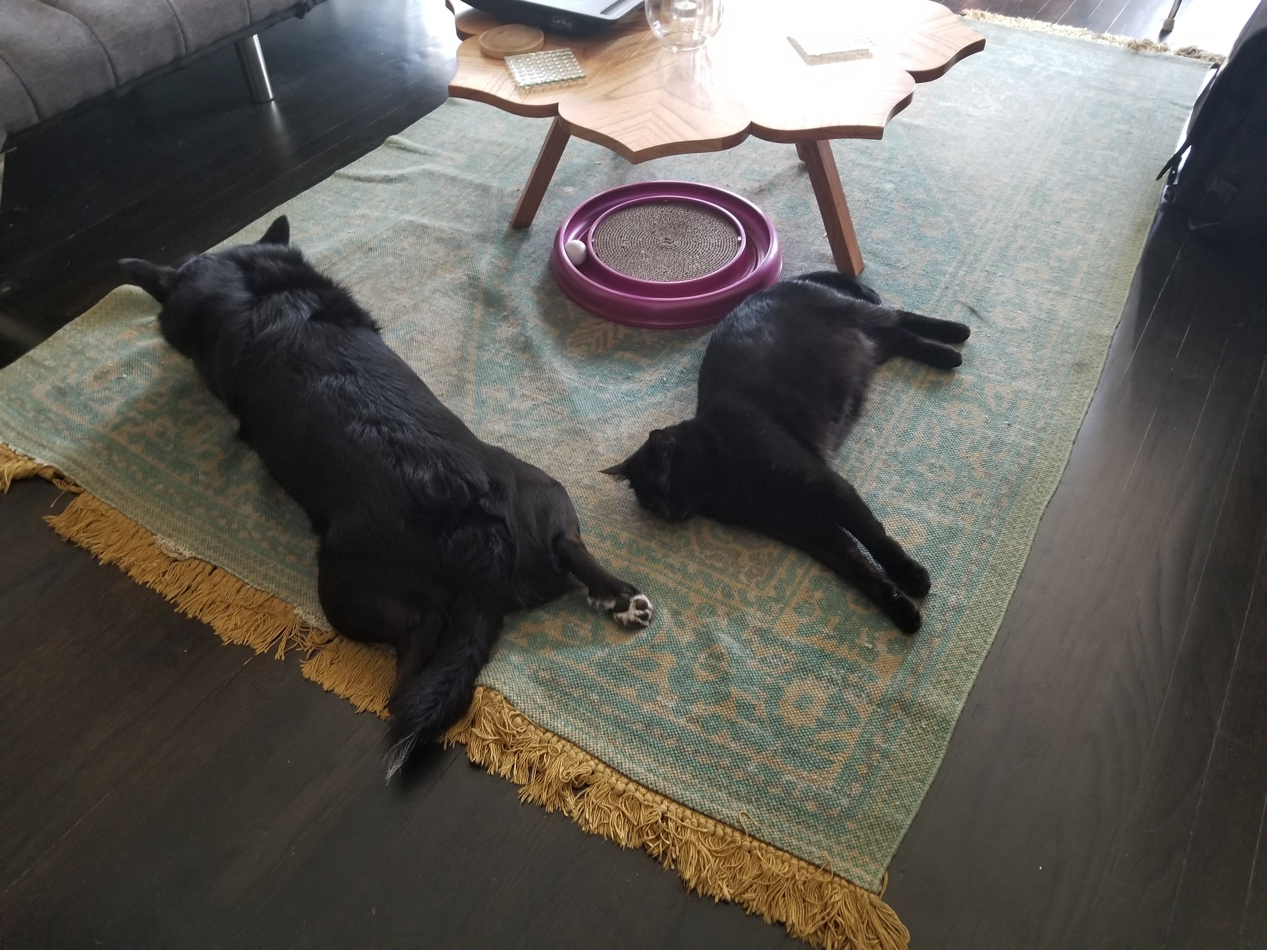 Fisher, the dog, and Amadeus, the cat having a snooze. The pets are pretty comfortable in the NY apartment.