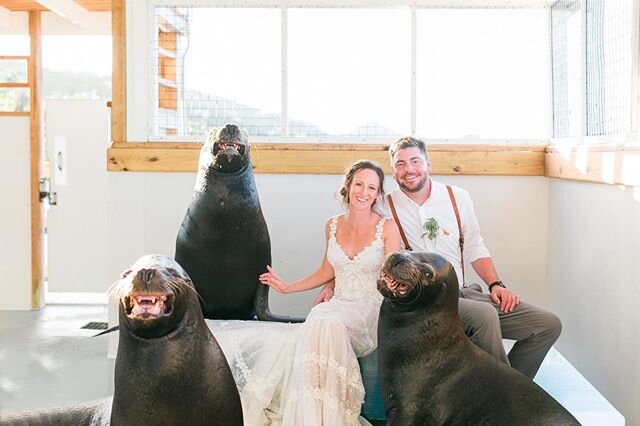Smile and Say Sea Lion!! ⠀⠀⠀⠀⠀⠀⠀⠀⠀
This is what happens when your bride is a sea lion trainer and the groom works at the same ocean park!! ⠀⠀⠀⠀⠀⠀⠀⠀⠀
We are still smiling as we look through Kristine and Matt&rsquo;s pictures from their wedding day! ⠀⠀