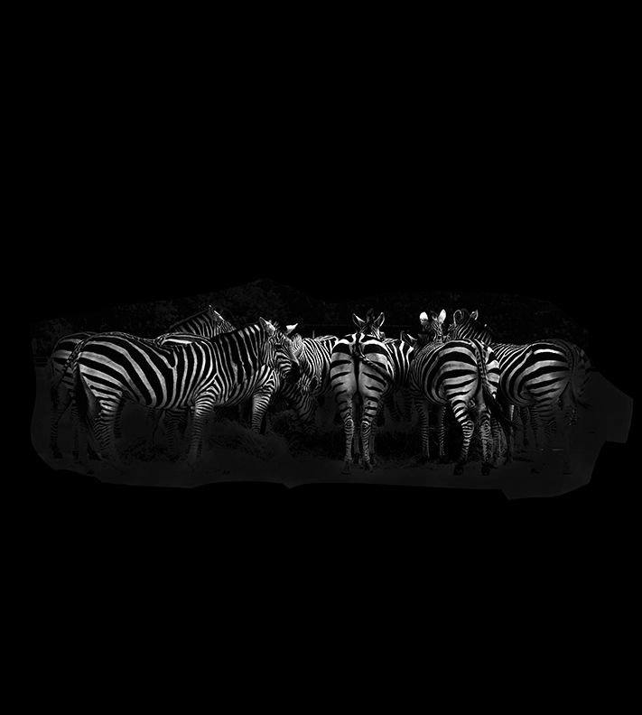 zebra.jpg