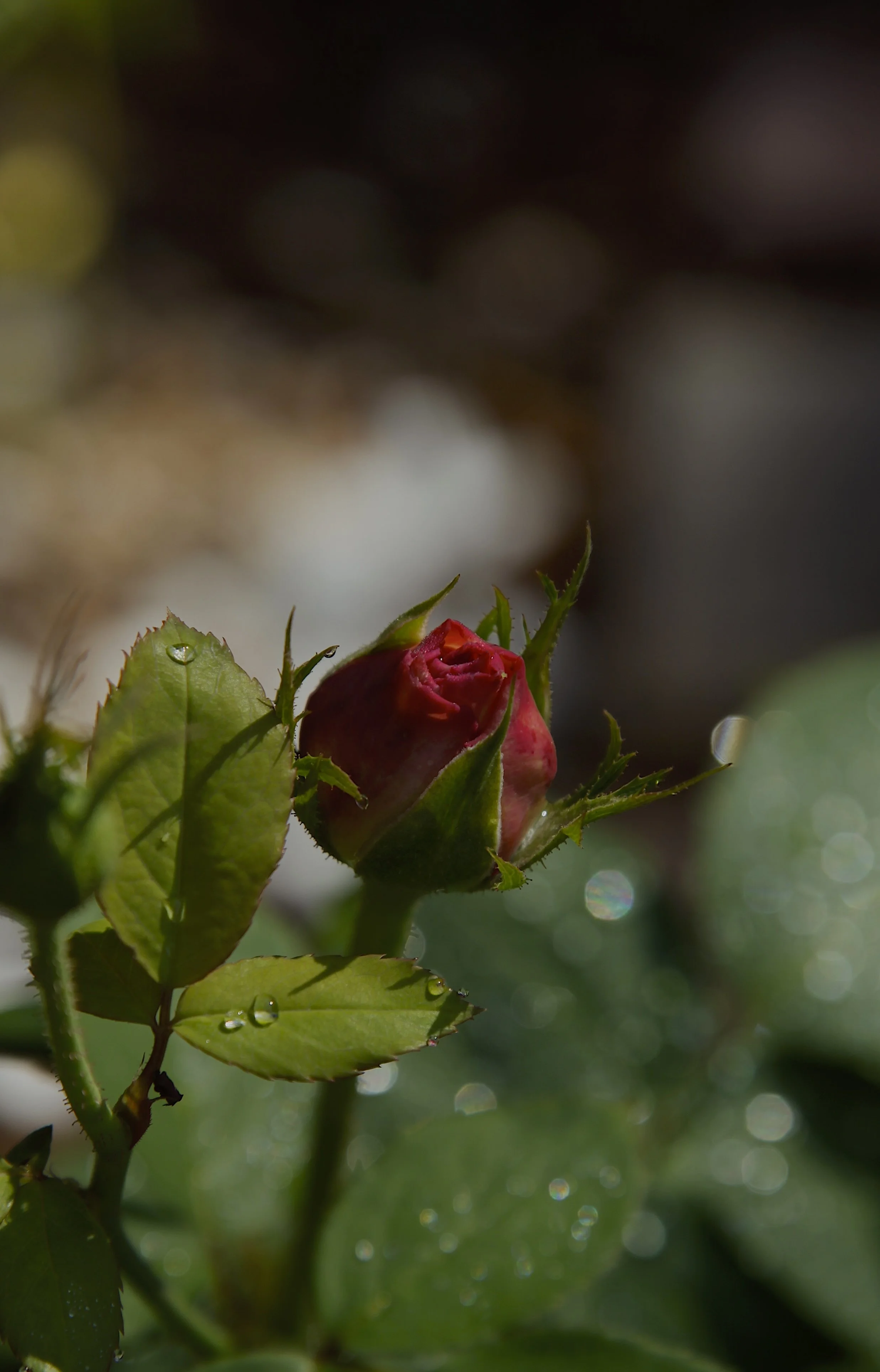 _MG_2983.JPG