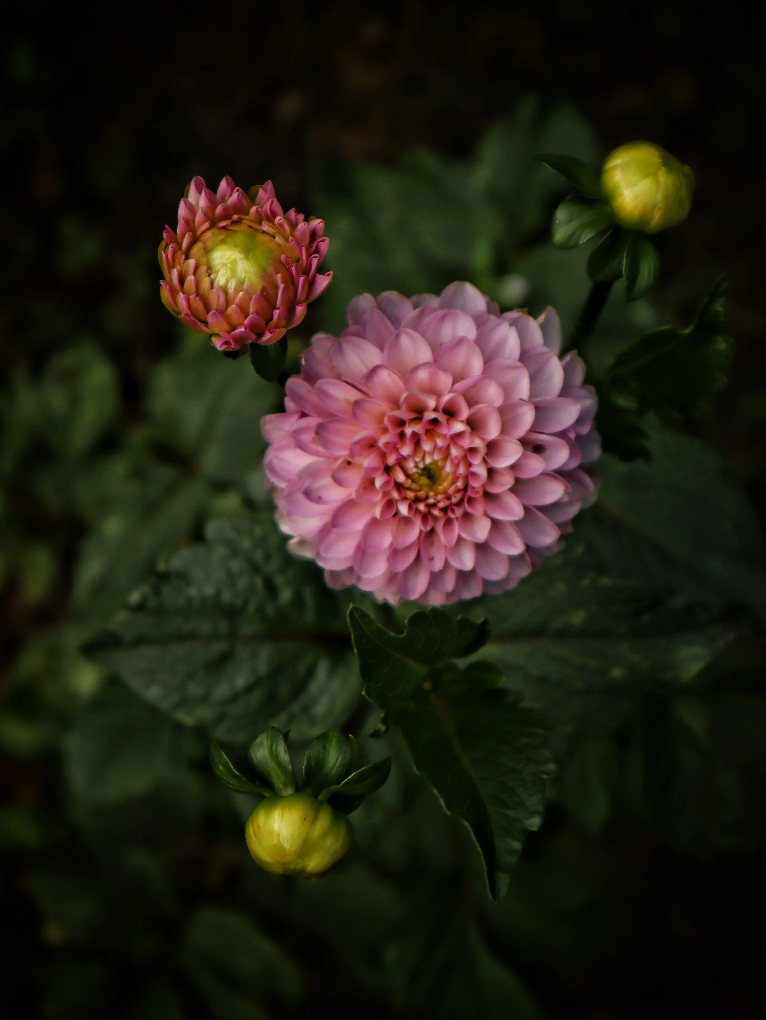 IMG_9596.jpeg