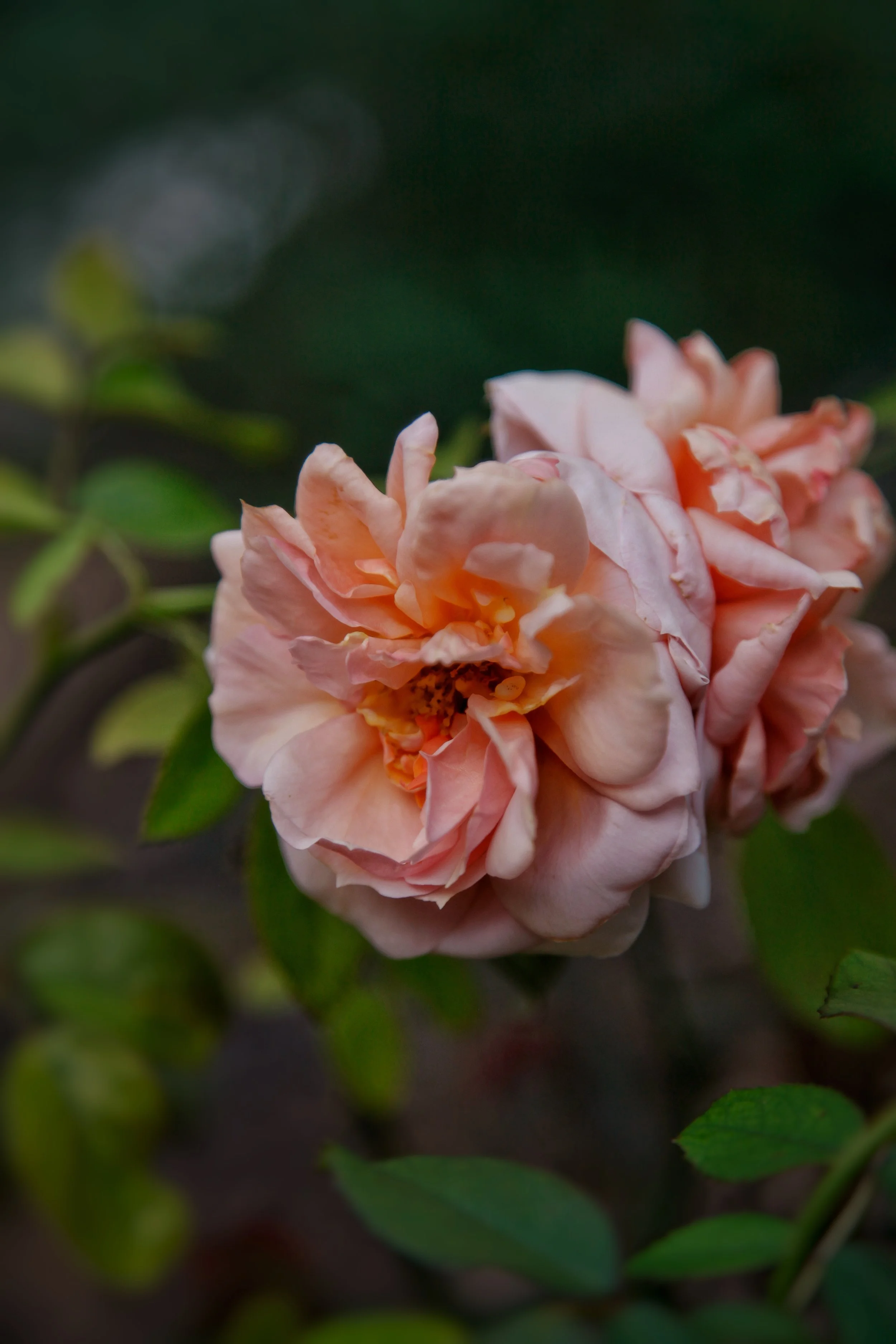 IMG_9599.jpeg