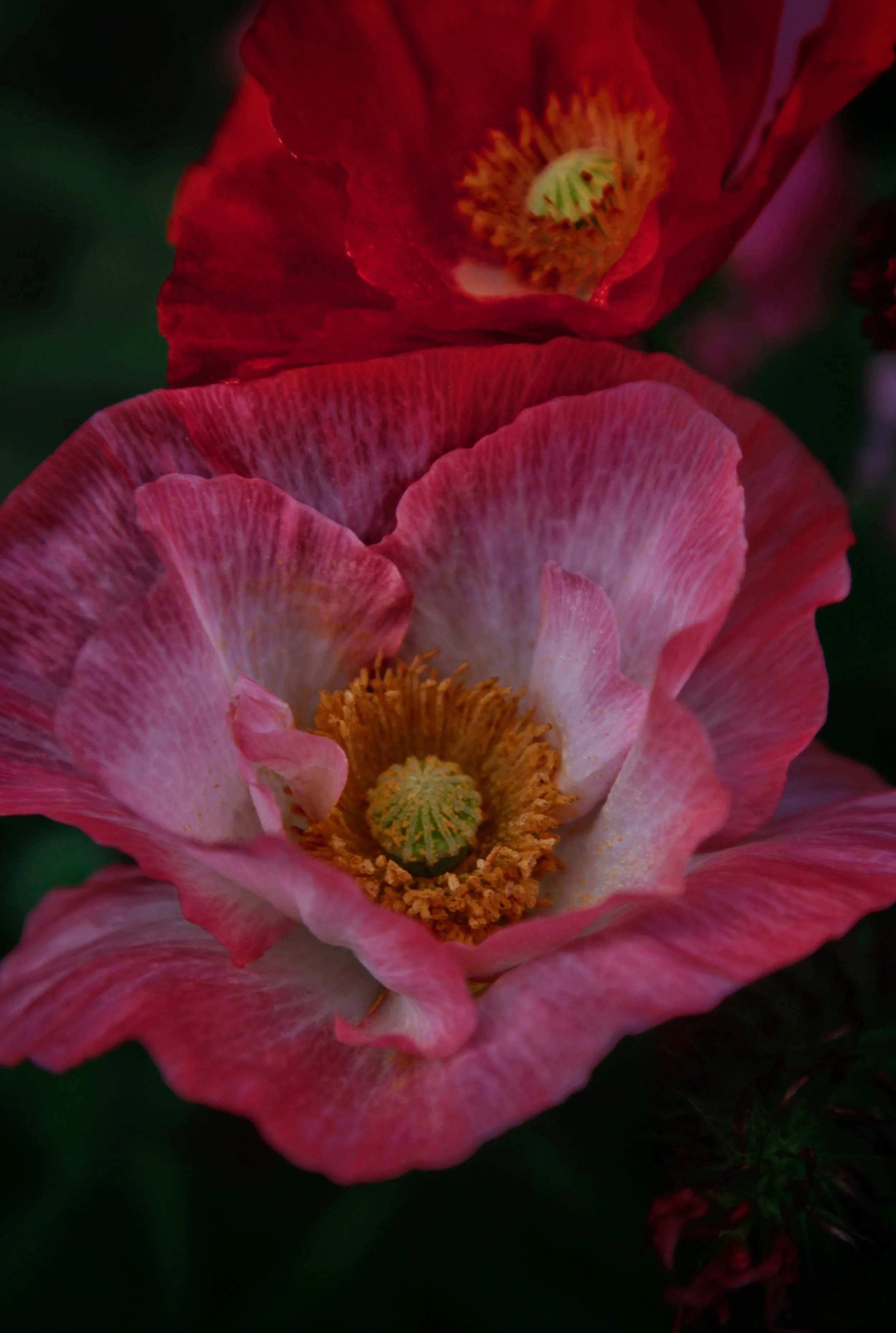 IMG_9607.jpeg