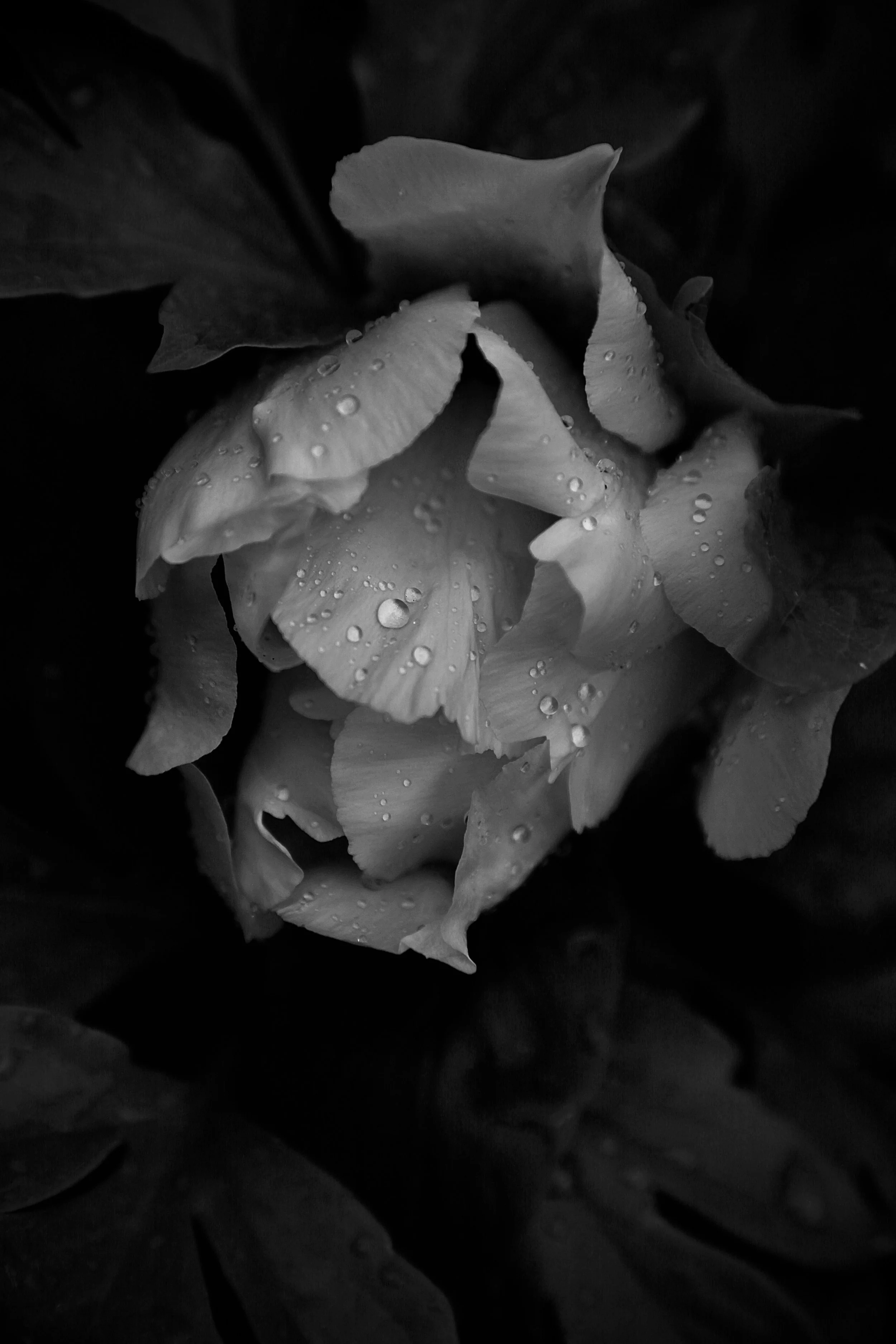 _MG_5536.jpg