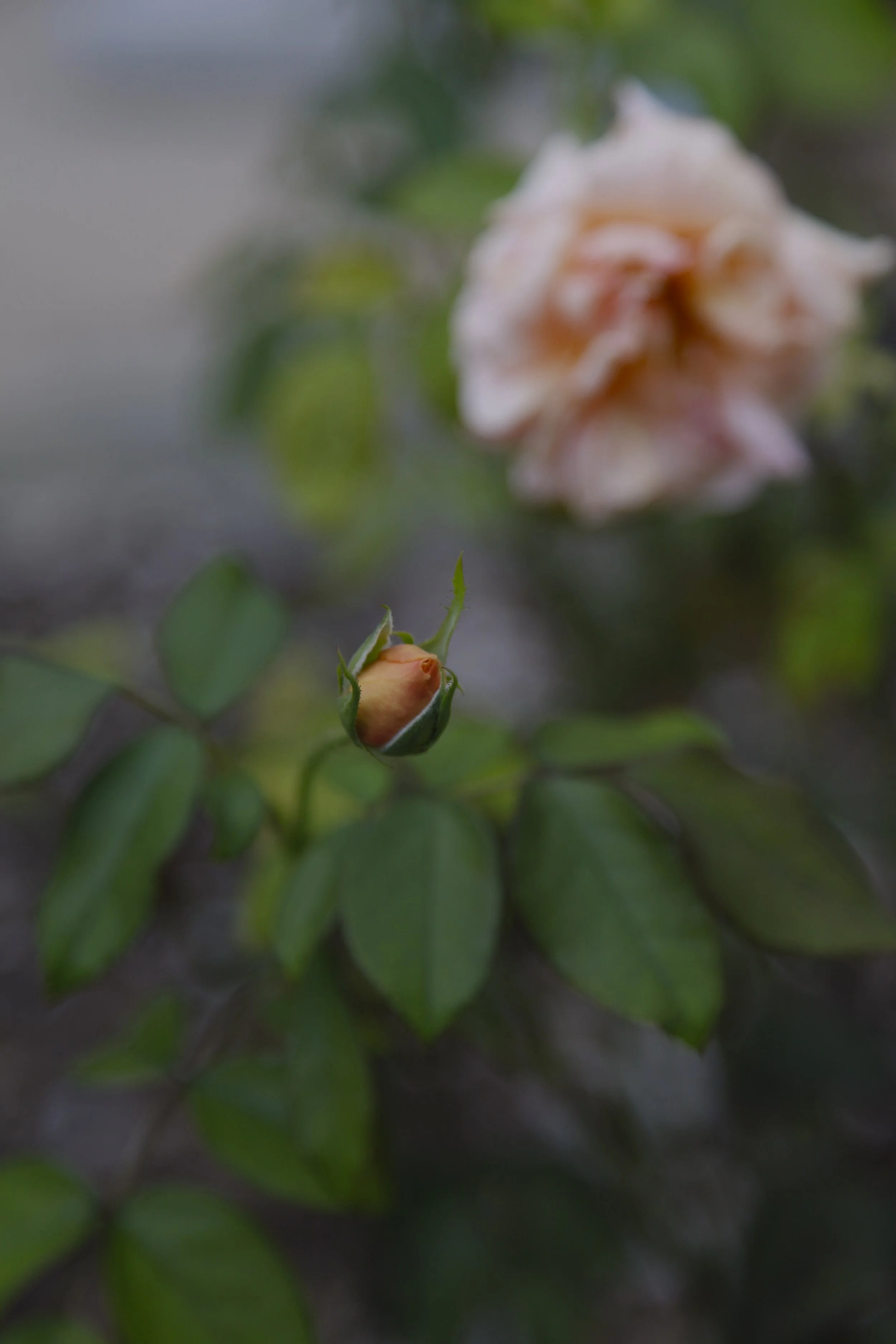 _MG_3372.JPG
