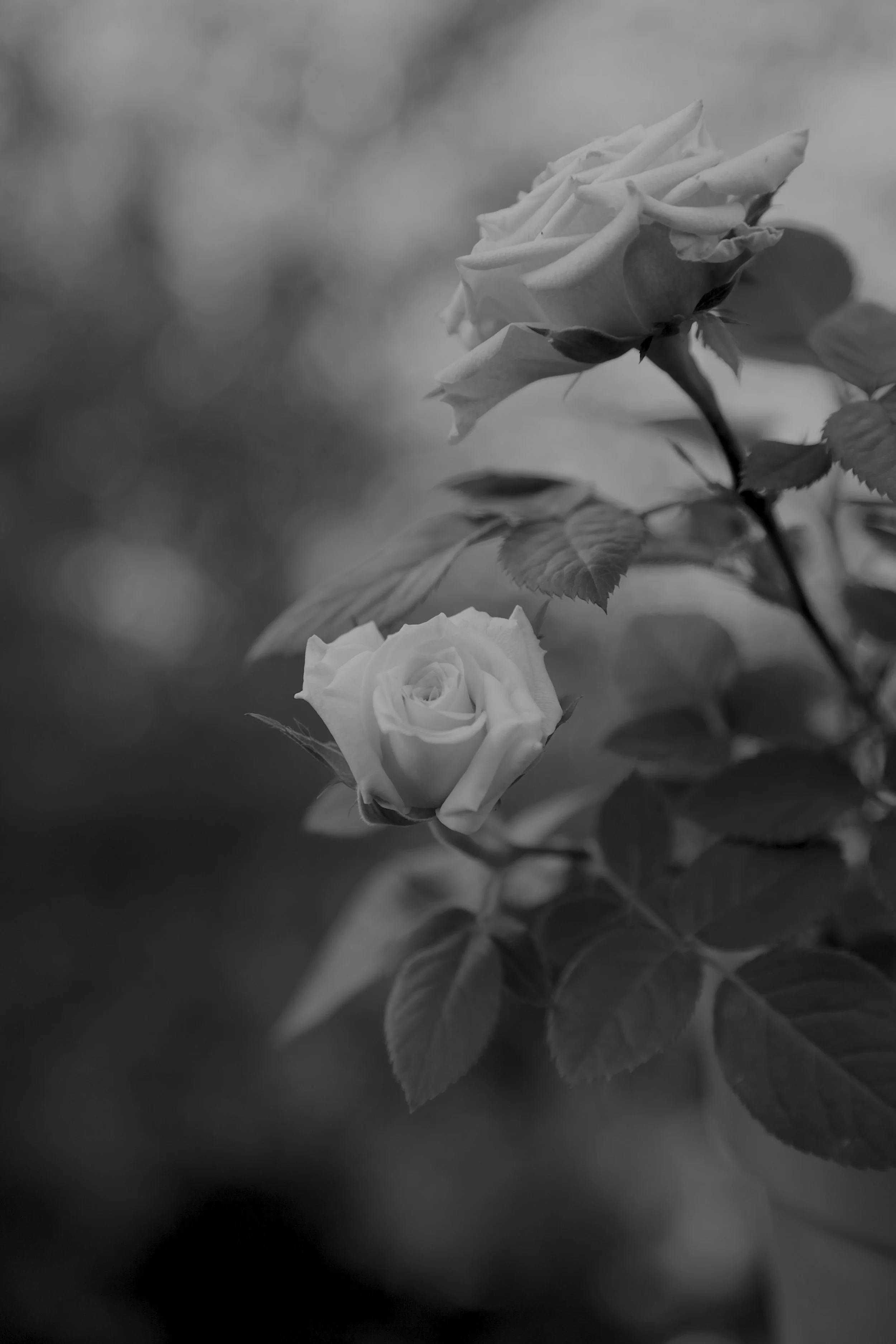 _MG_2881.JPG