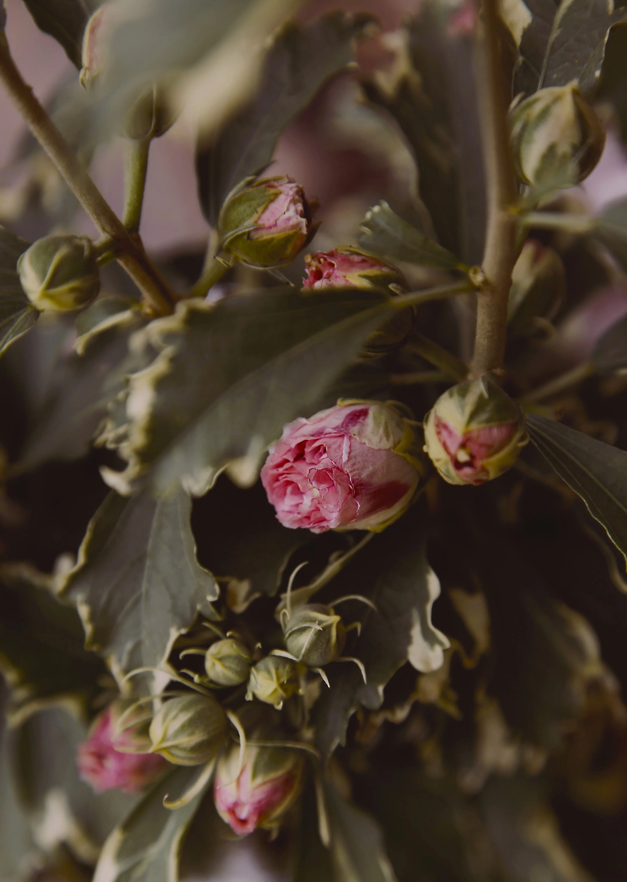 rosesharon1.jpg