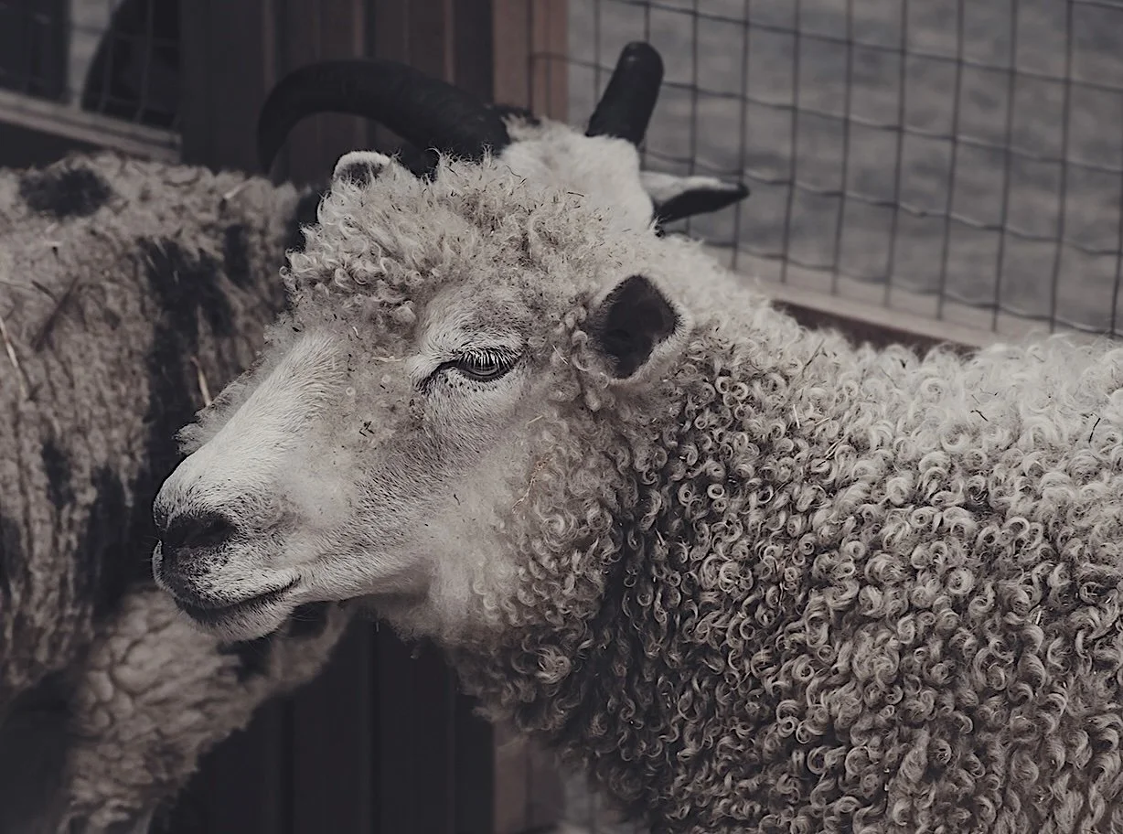 SHEEP copy.jpeg