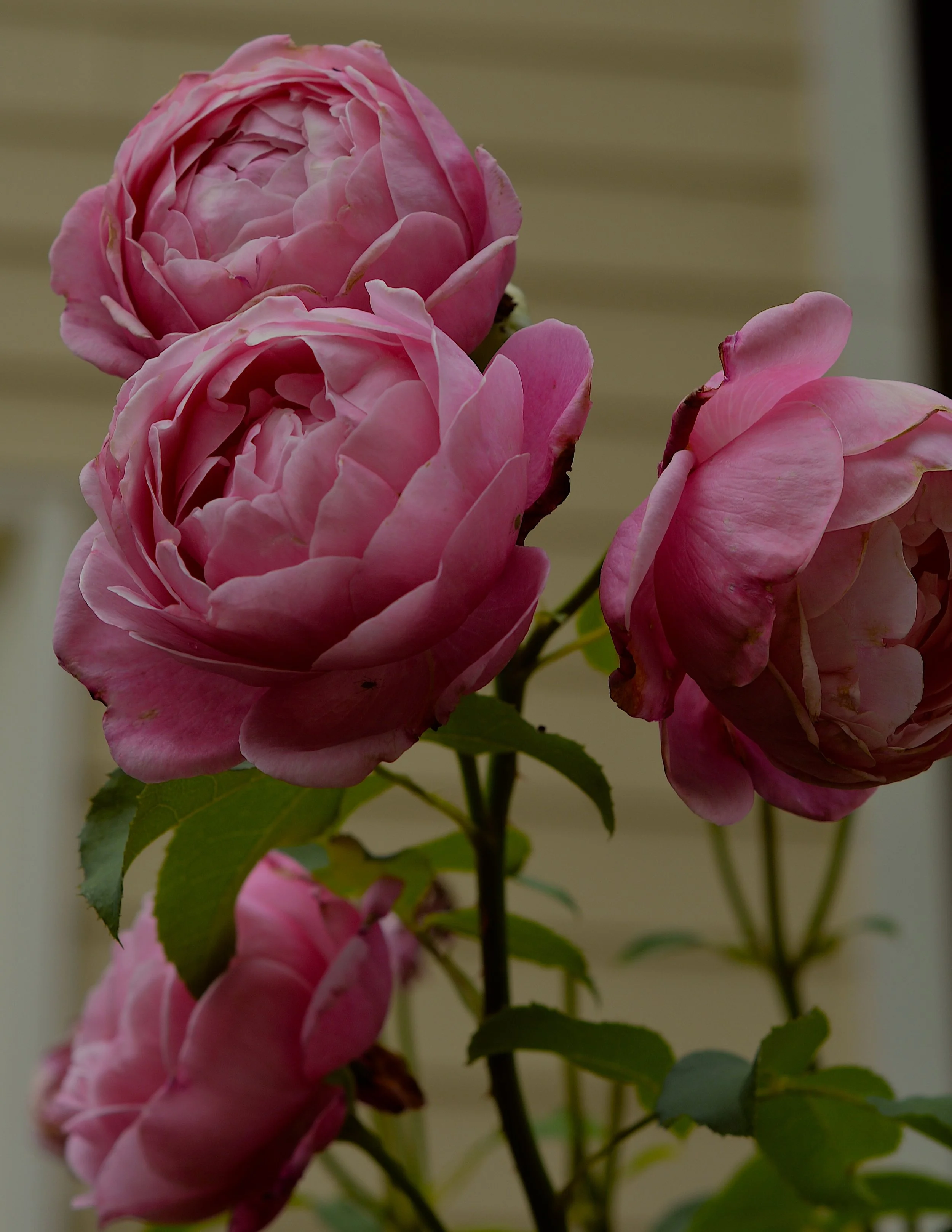 DSC_2865 2.JPG