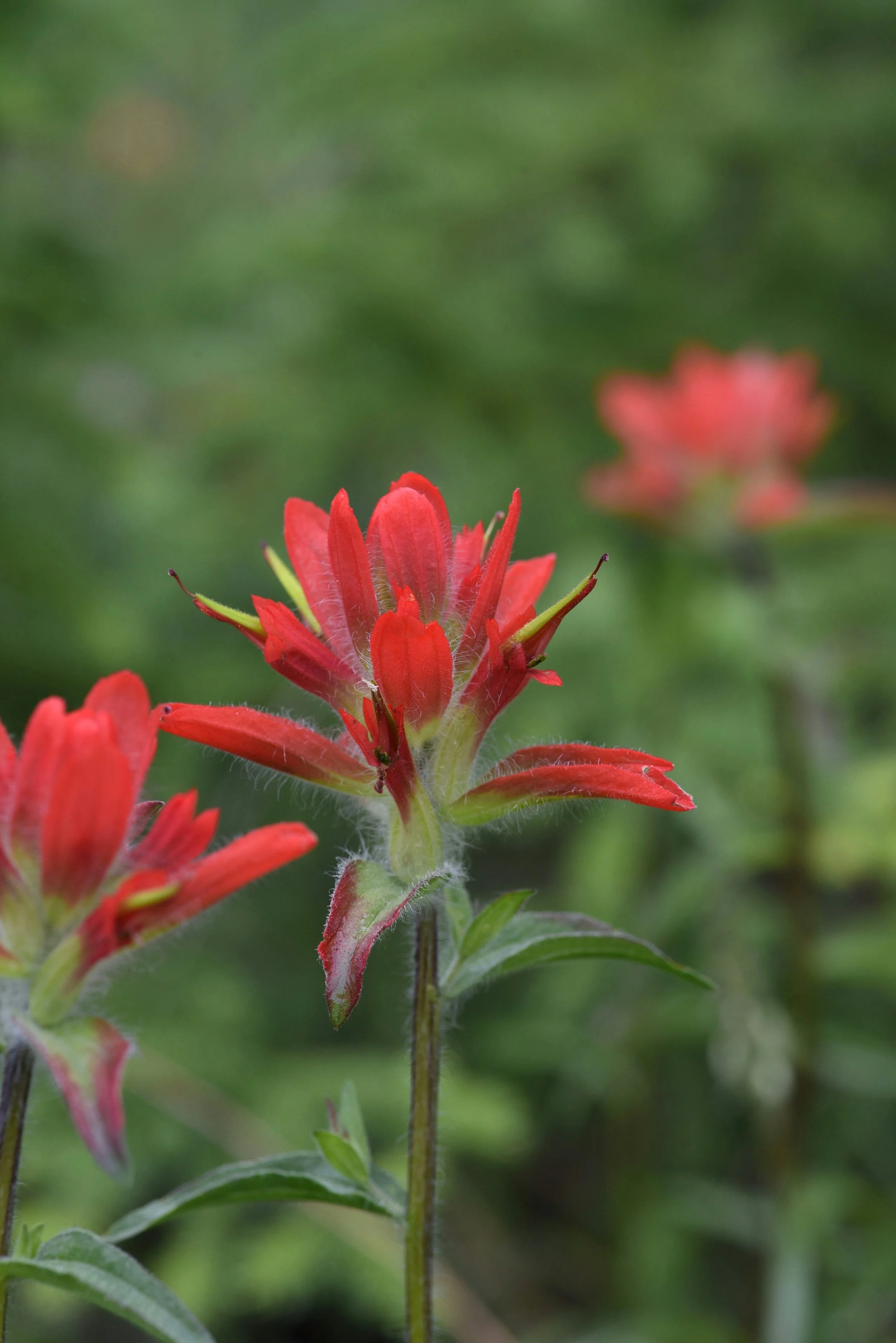 Close-up of a red indian paintbrush flower with green leaves and a blurred background.