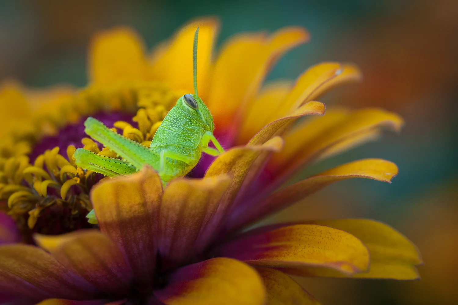 Glowing green grasshopper on flower at Botanica, The Wichita Gardens