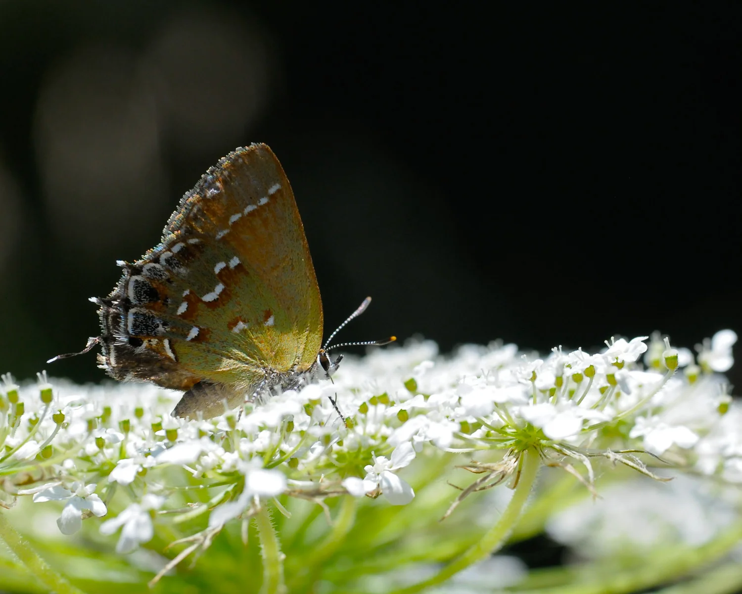 Juniper Hairstreak on Queen Anne's Lace near Newton, Kansas