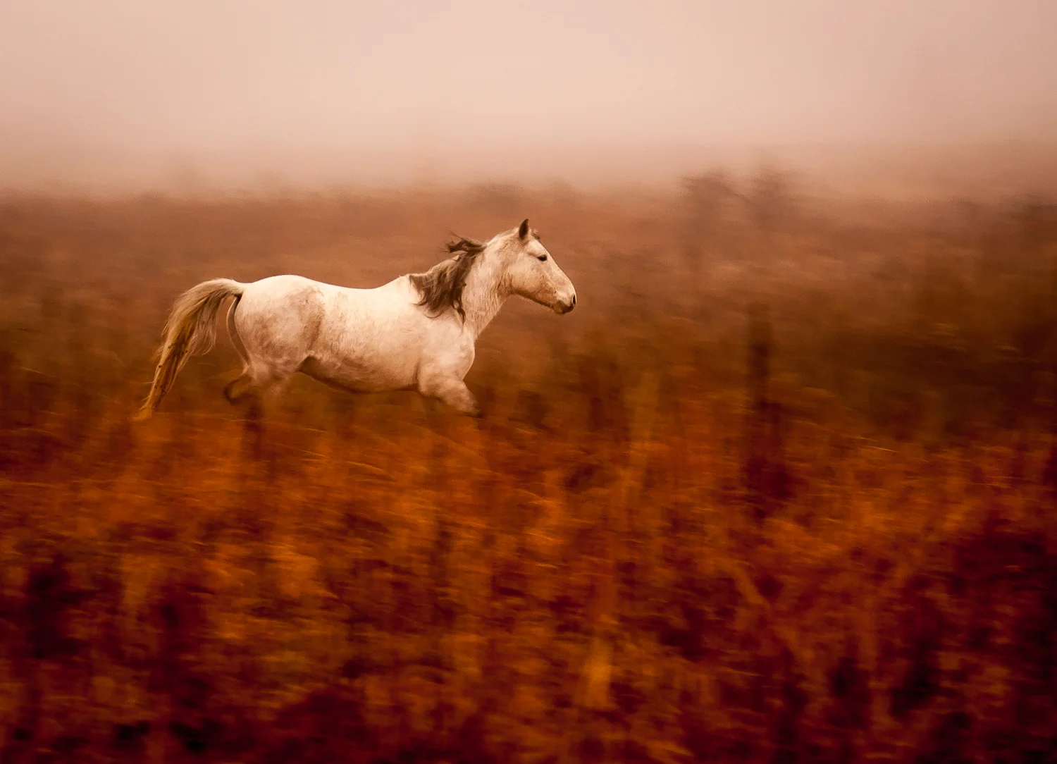 Mustang in the mist in Greenwood County, Kansas