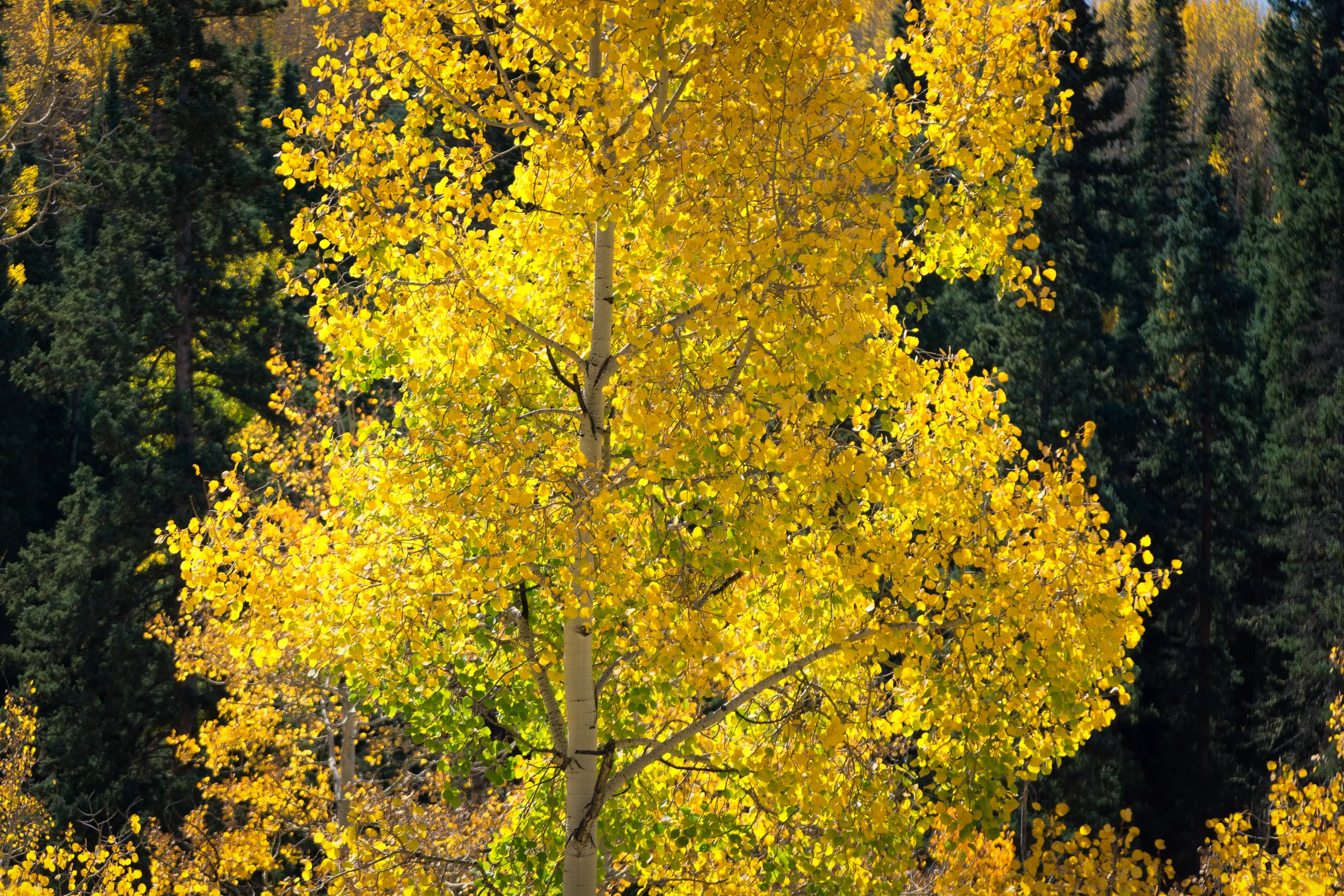 Backlit Aspens in southwest Colorado