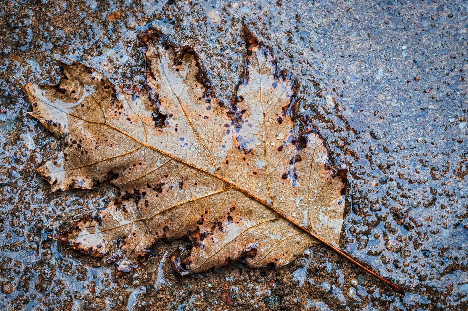 Fall Oak Leaf in the Rain
