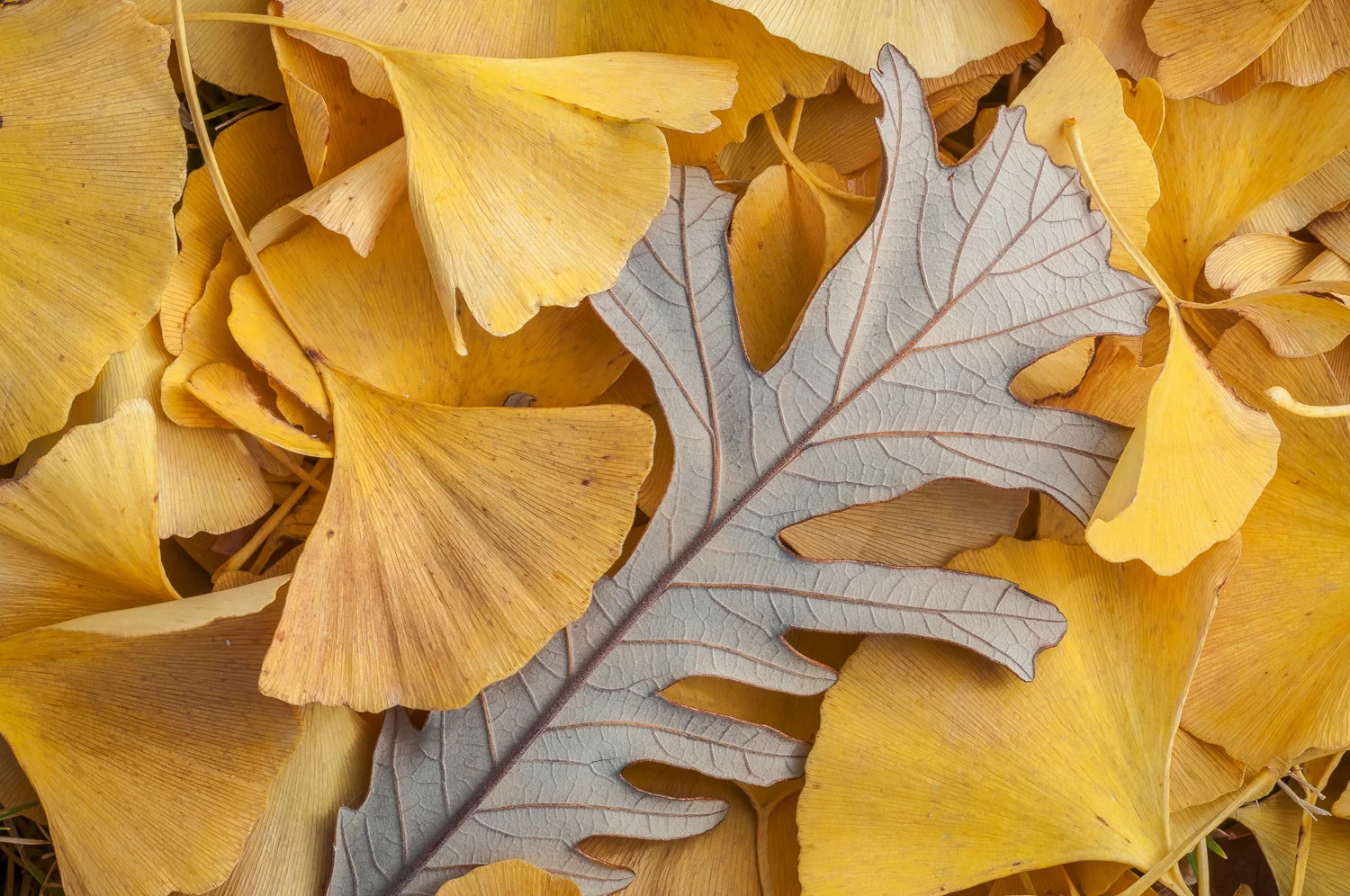 Burr Oak Leaf amidst Gingko Leaves