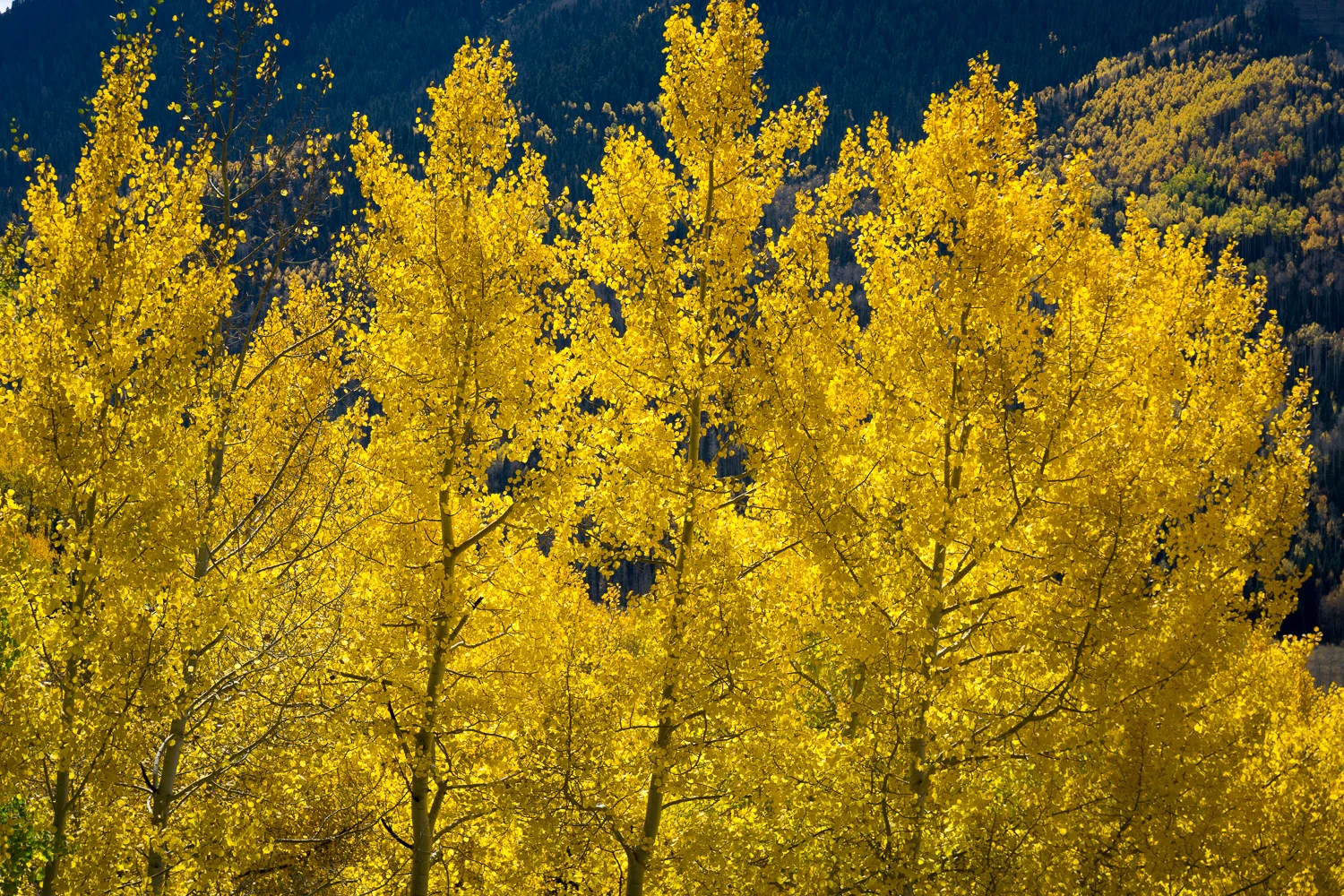 Backlit Aspens in Southwest Colorado